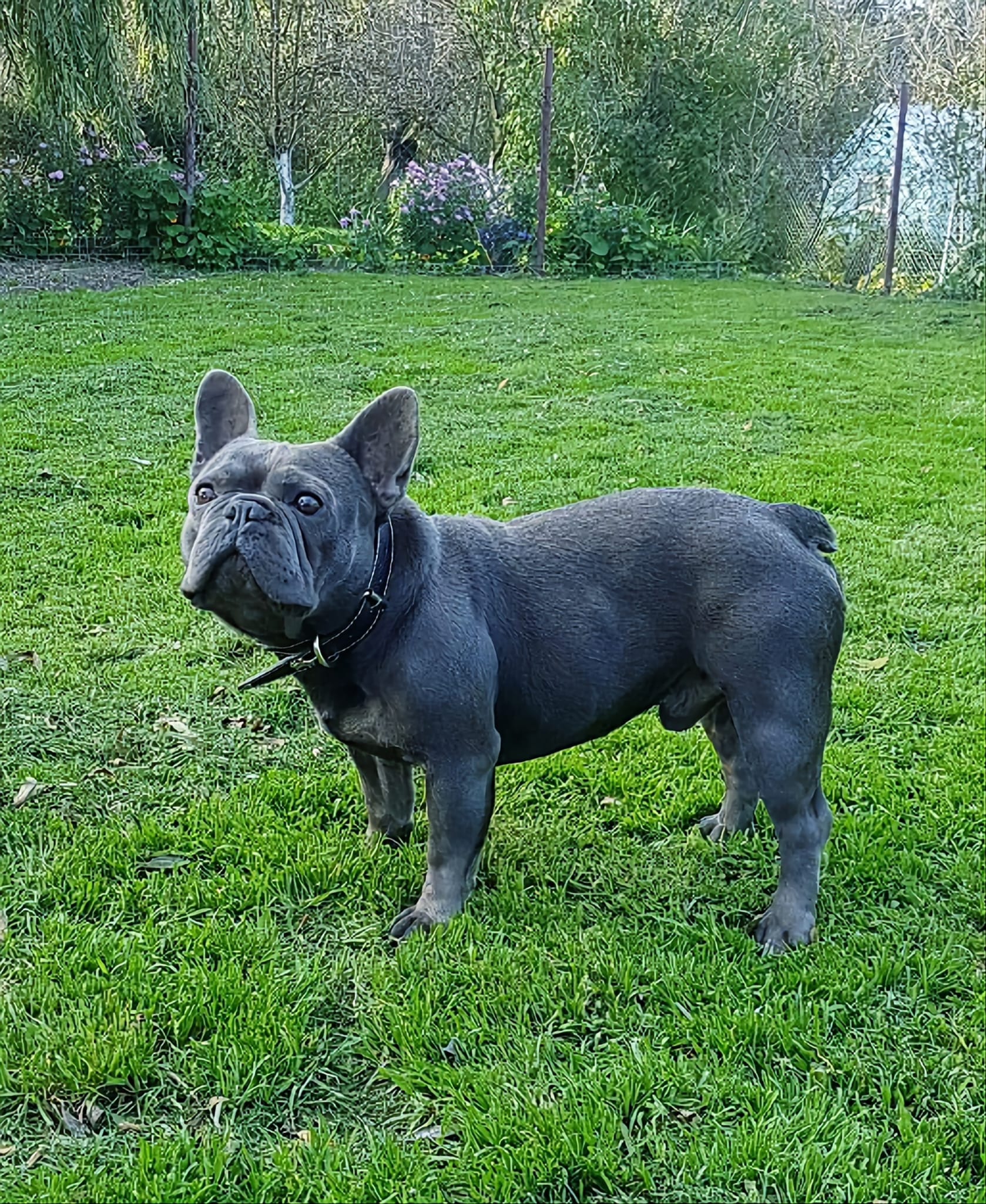 Lili - plánovaný vrh