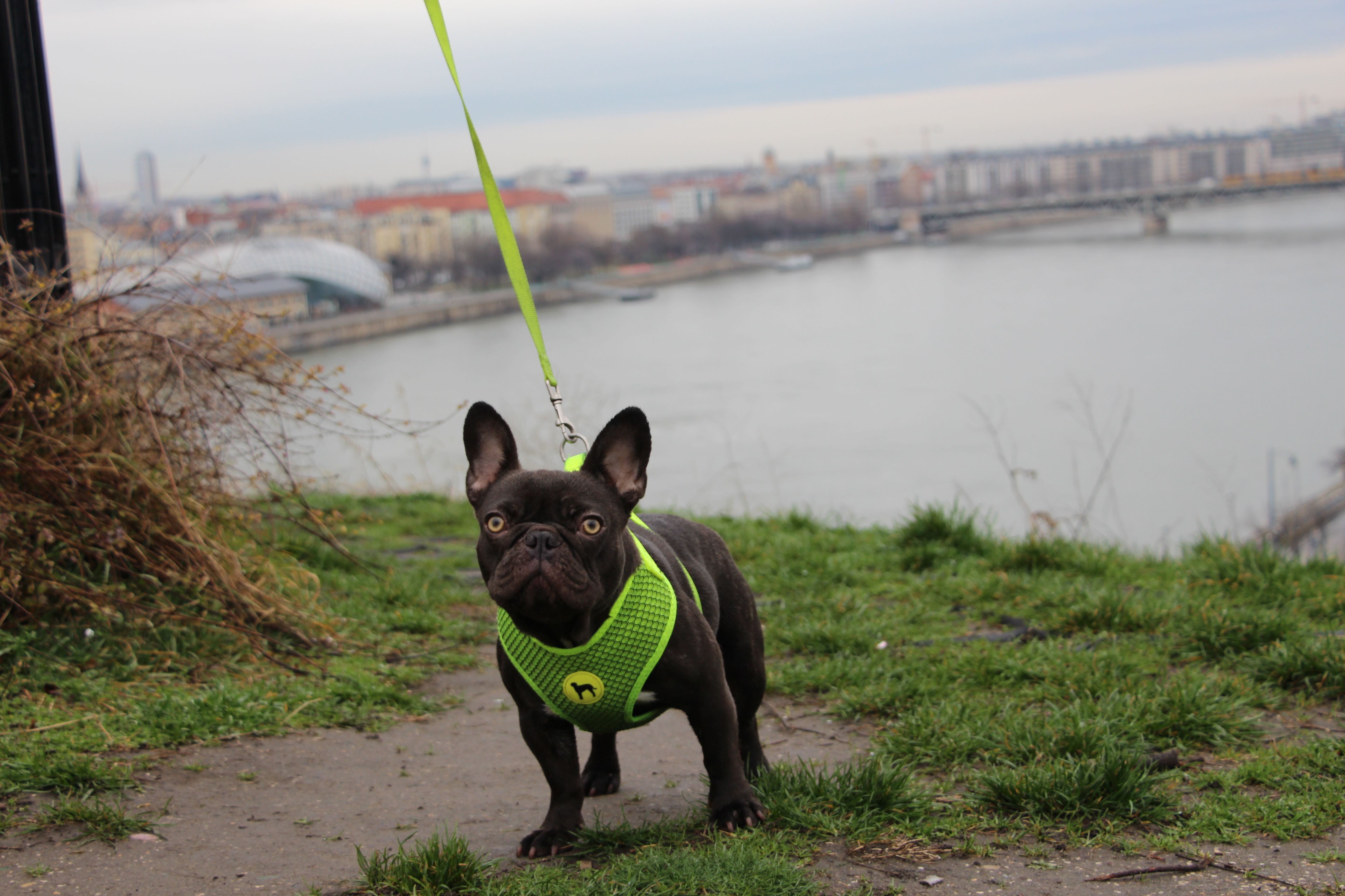 Polly - plánovaný vrh