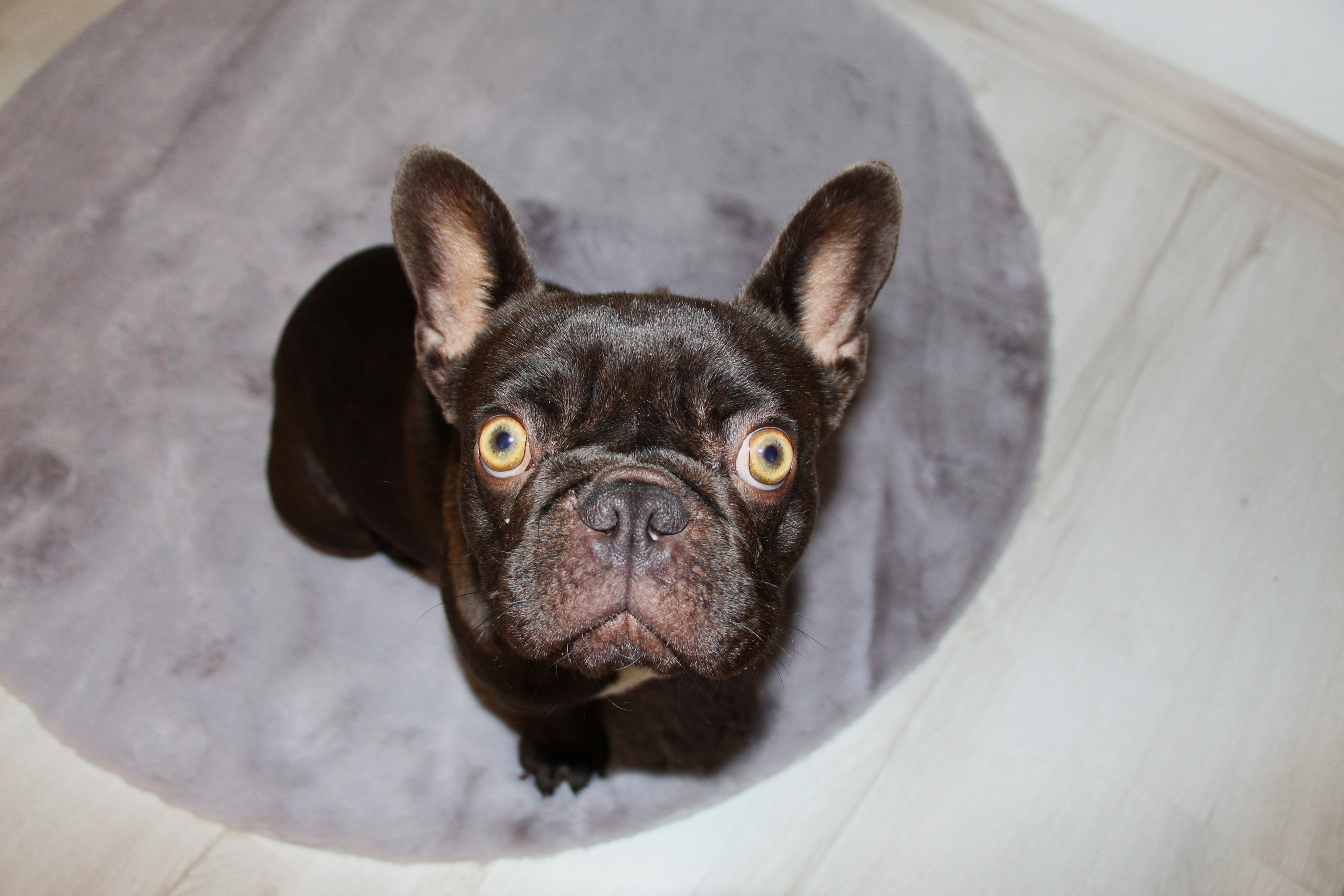 Polly White Star Frenchies