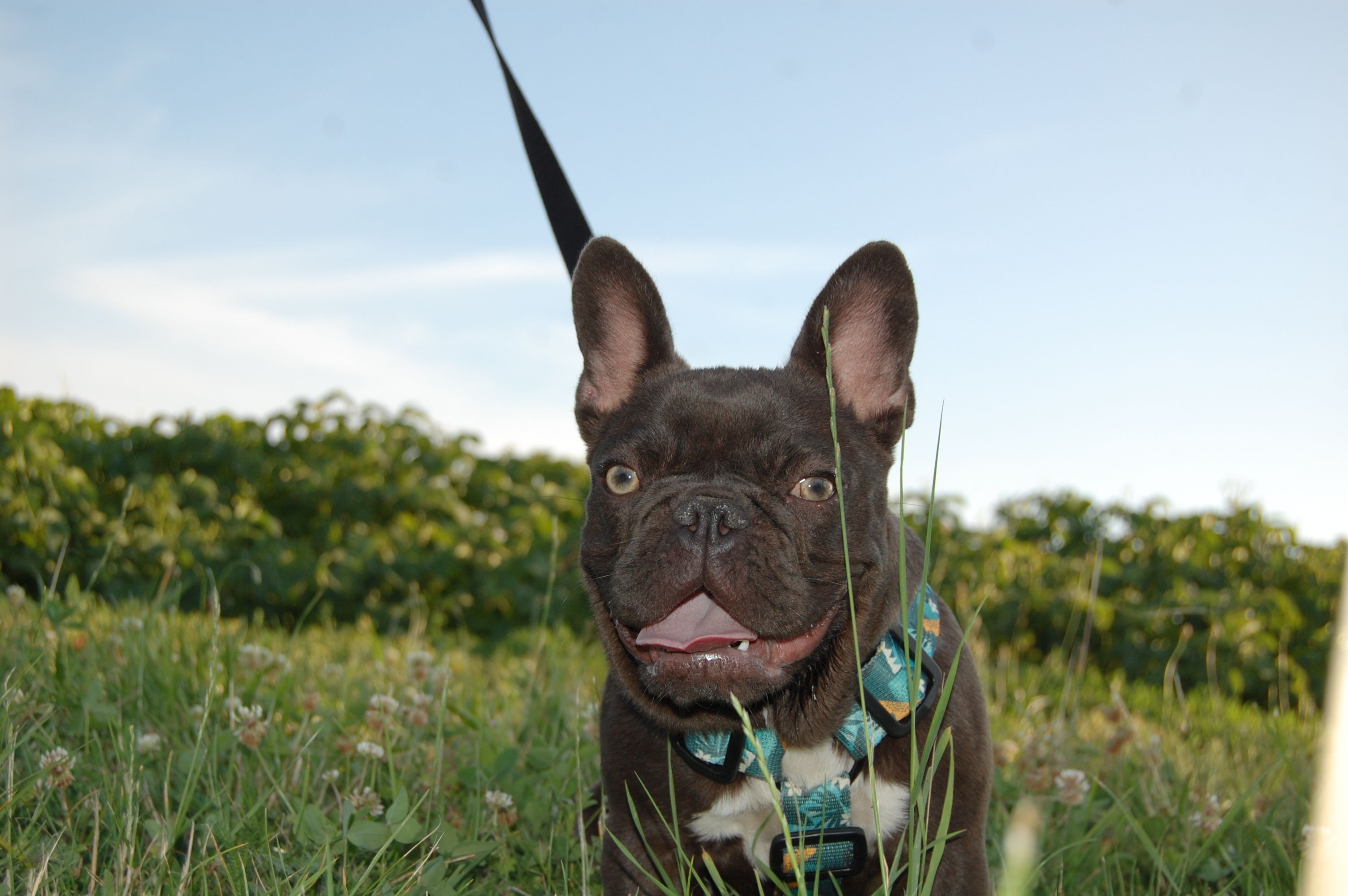 Polly White Star Frenchies