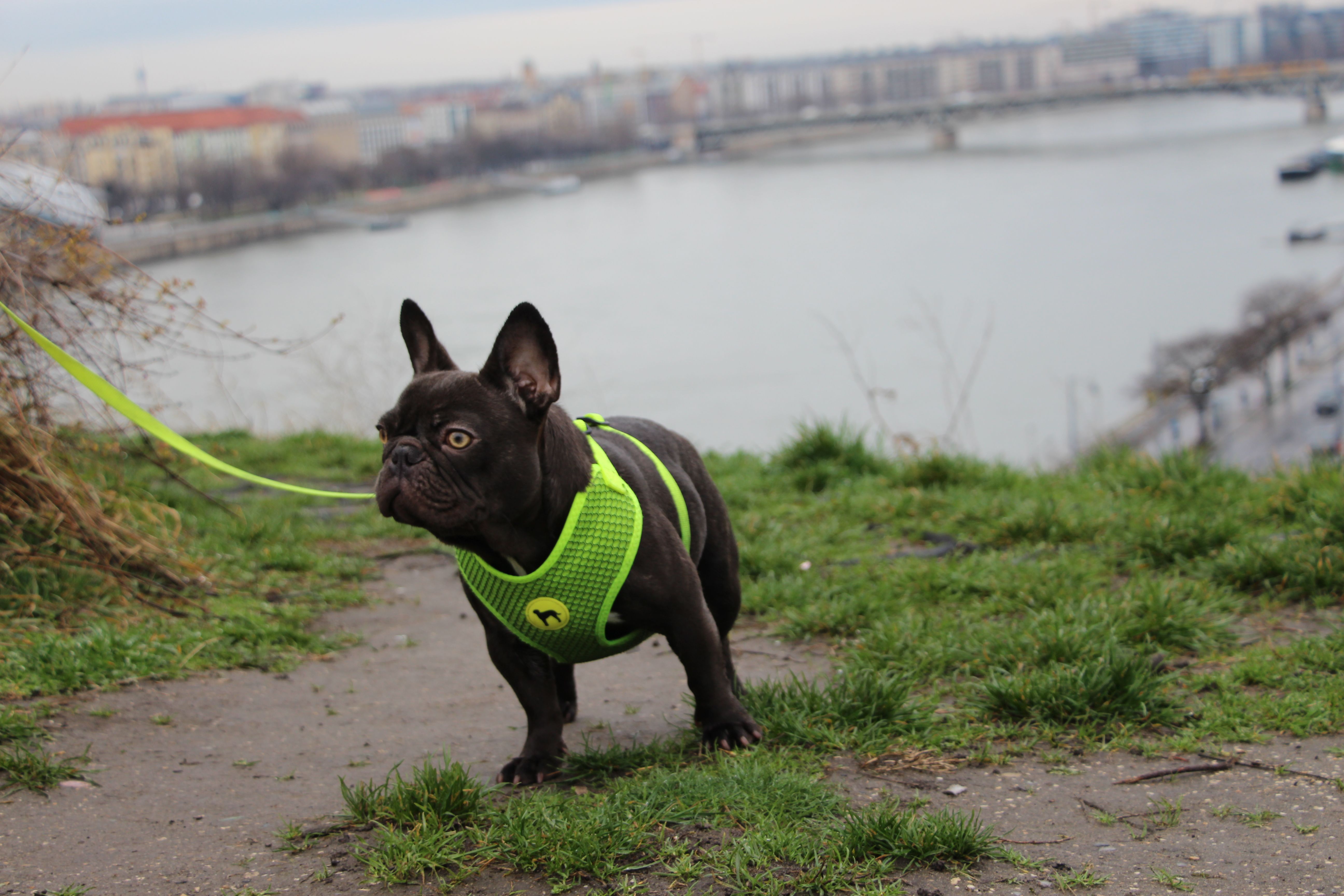 Polly White Star Frenchies