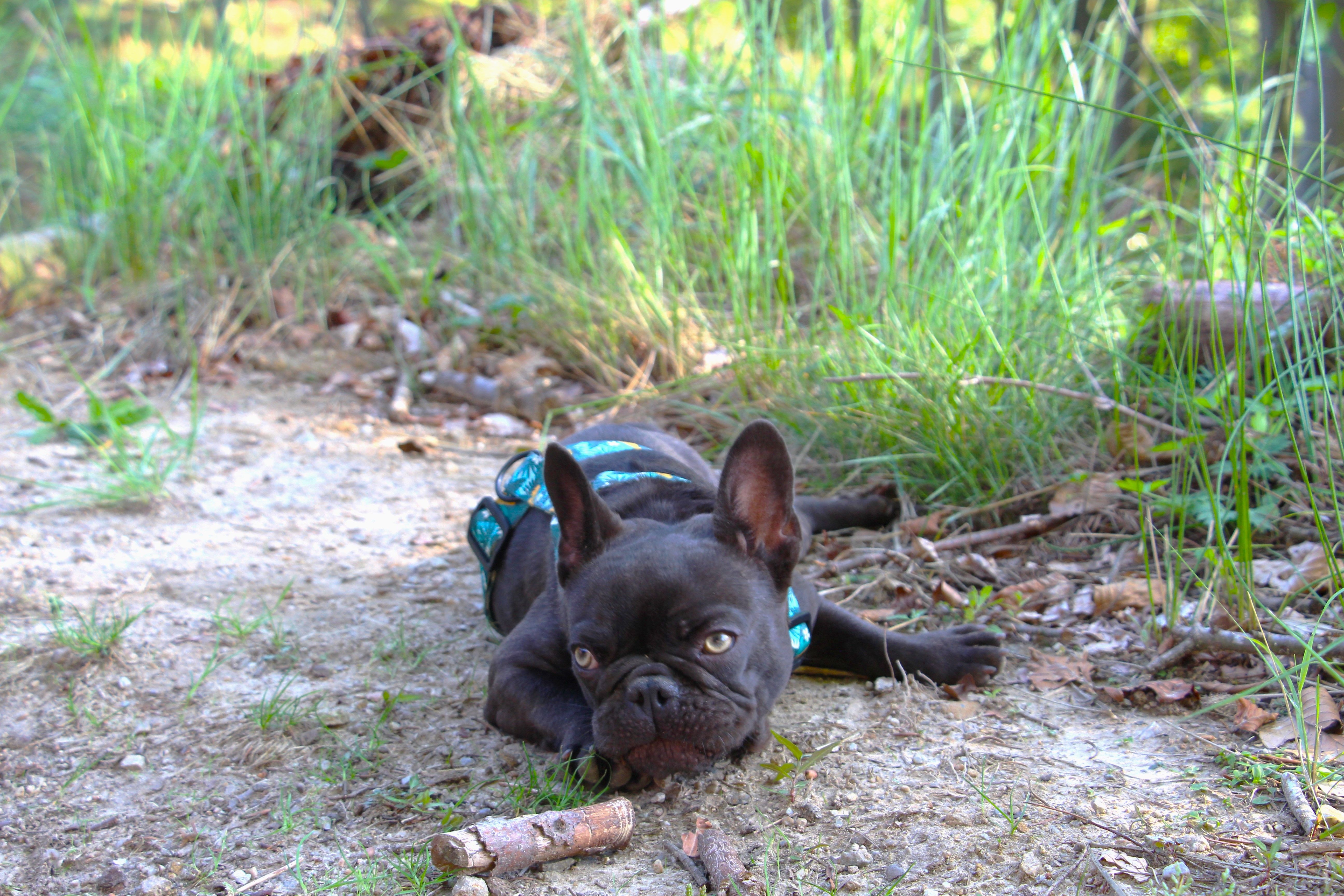 Polly White Star Frenchies