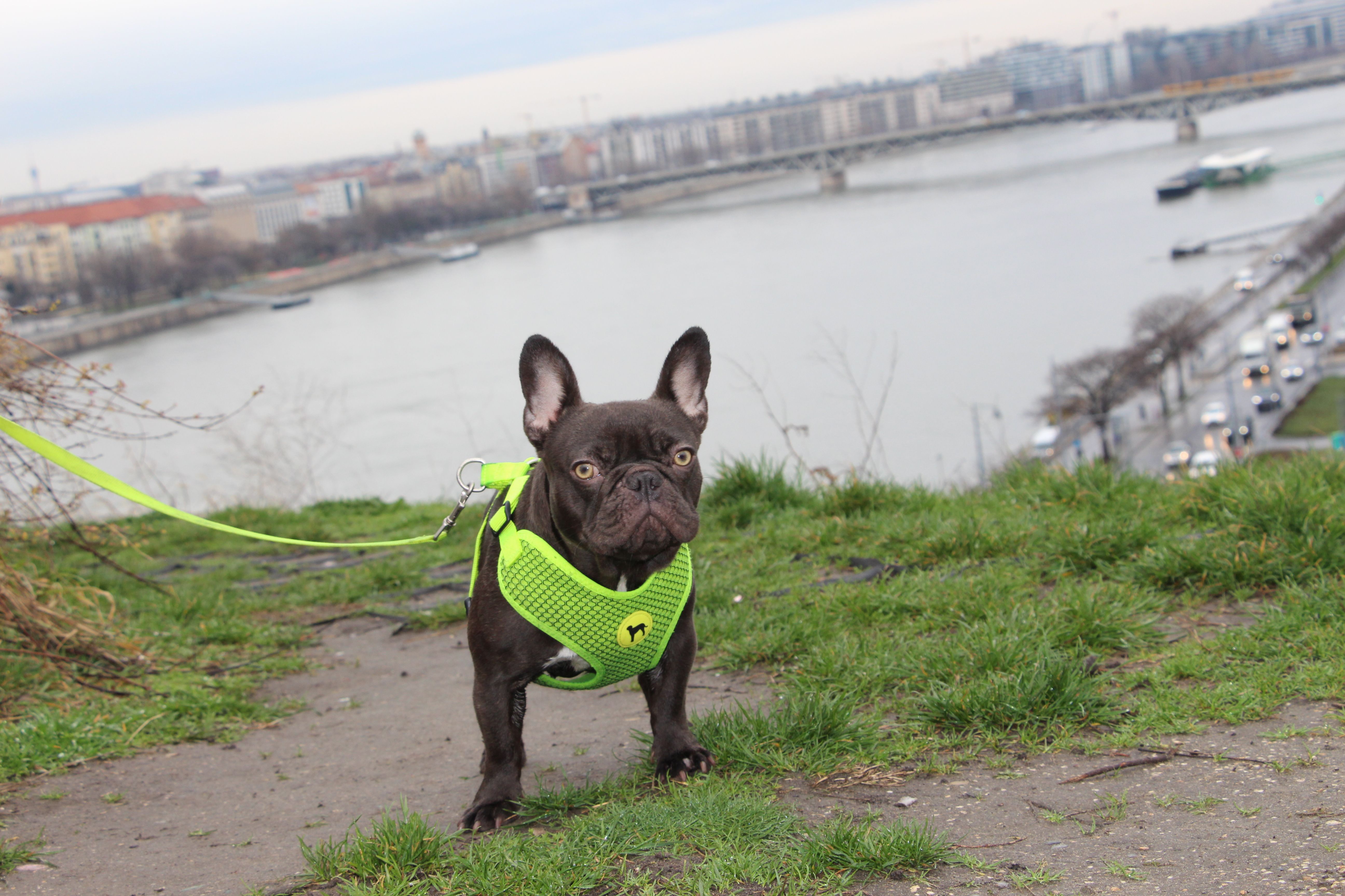 Polly White Star Frenchies