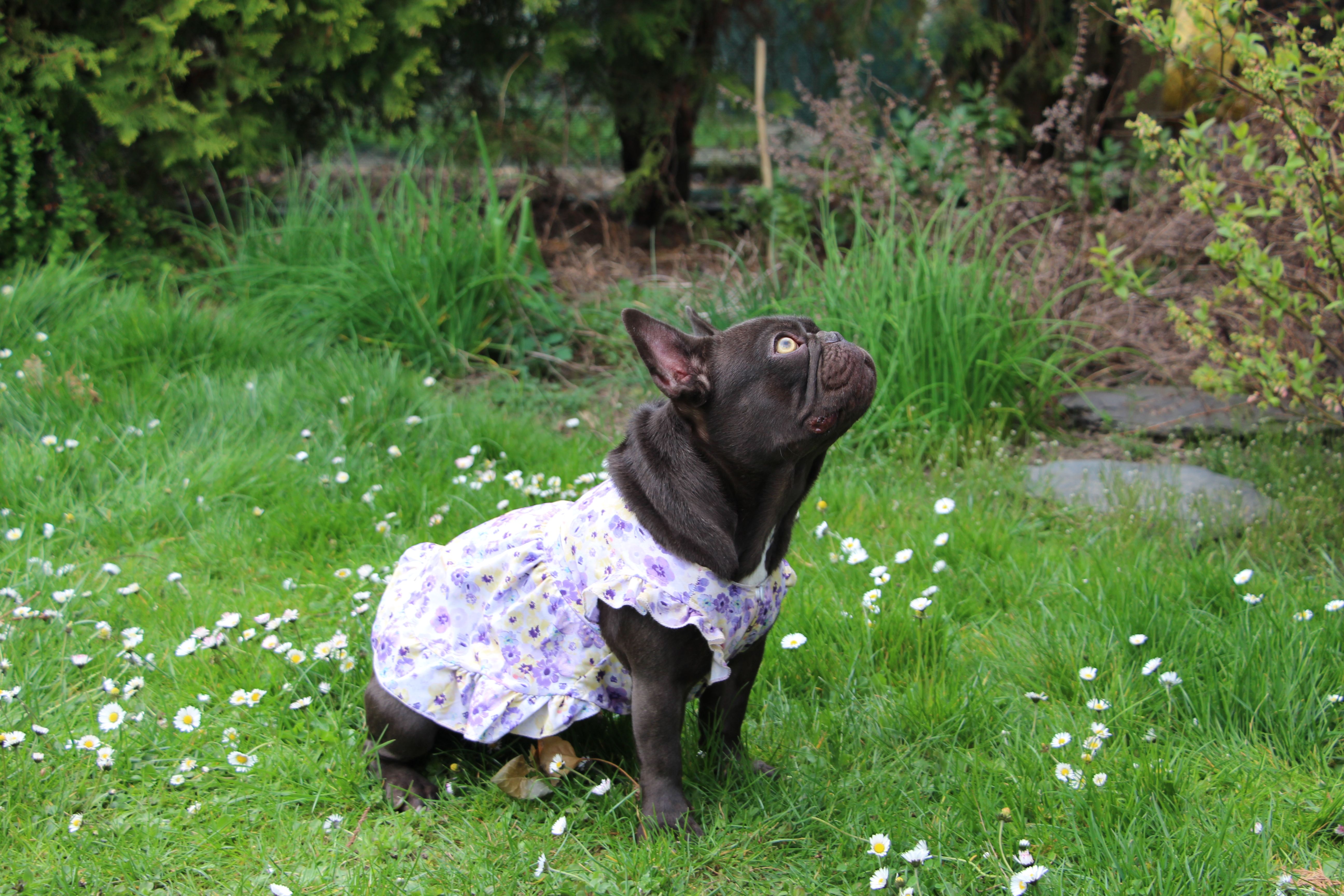 Polly White Star Frenchies