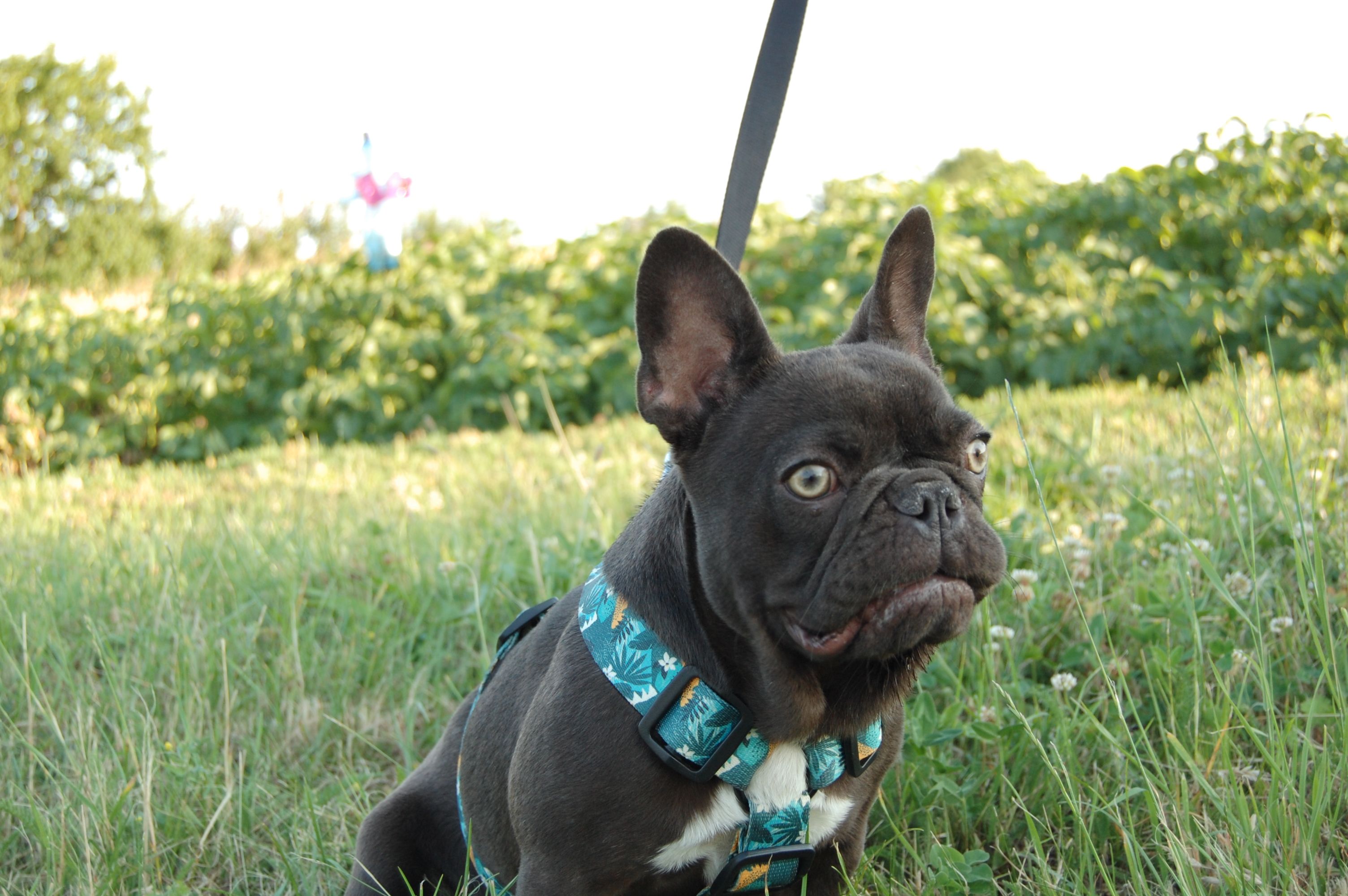 Polly White Star Frenchies