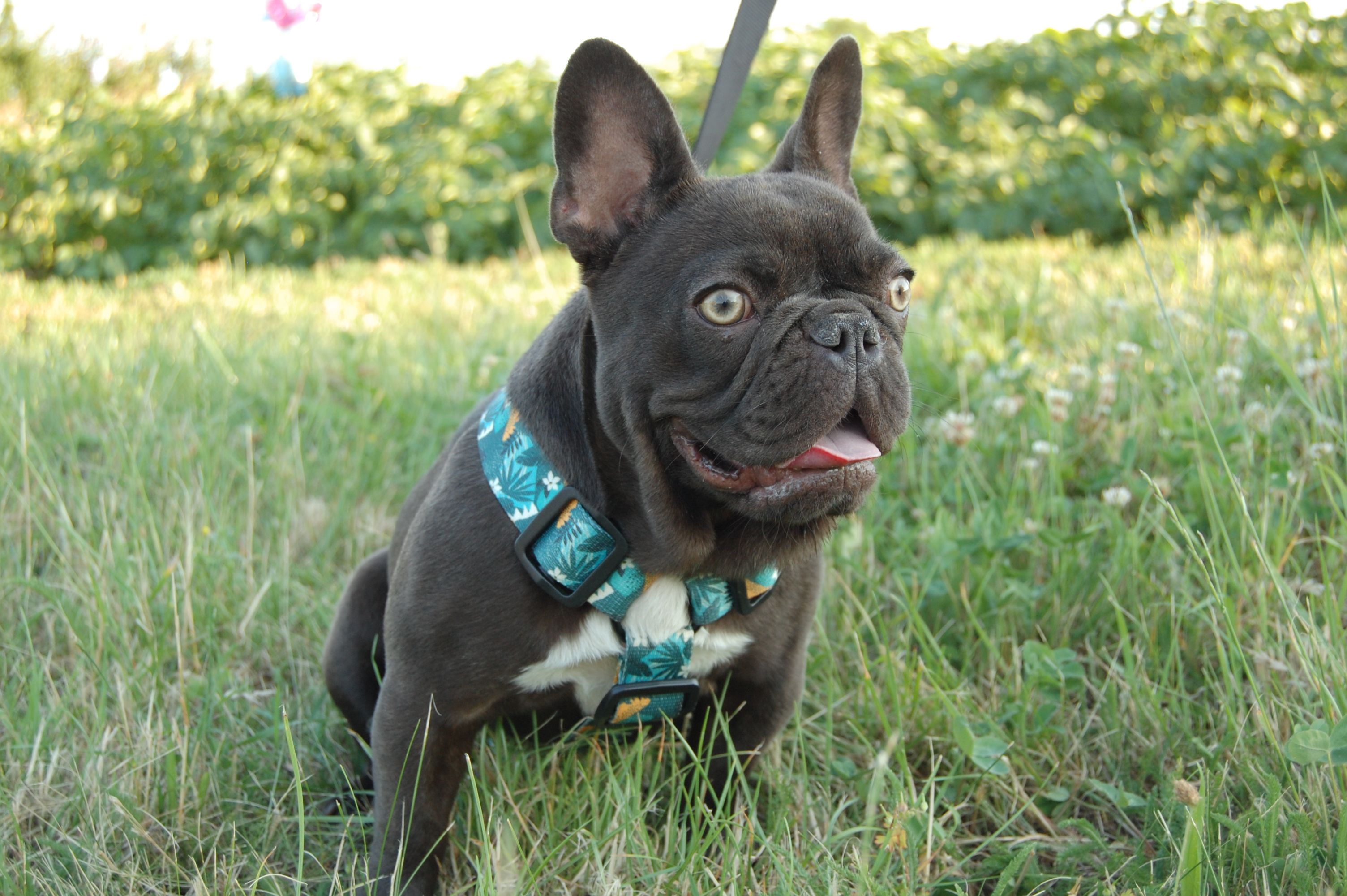 Polly White Star Frenchies