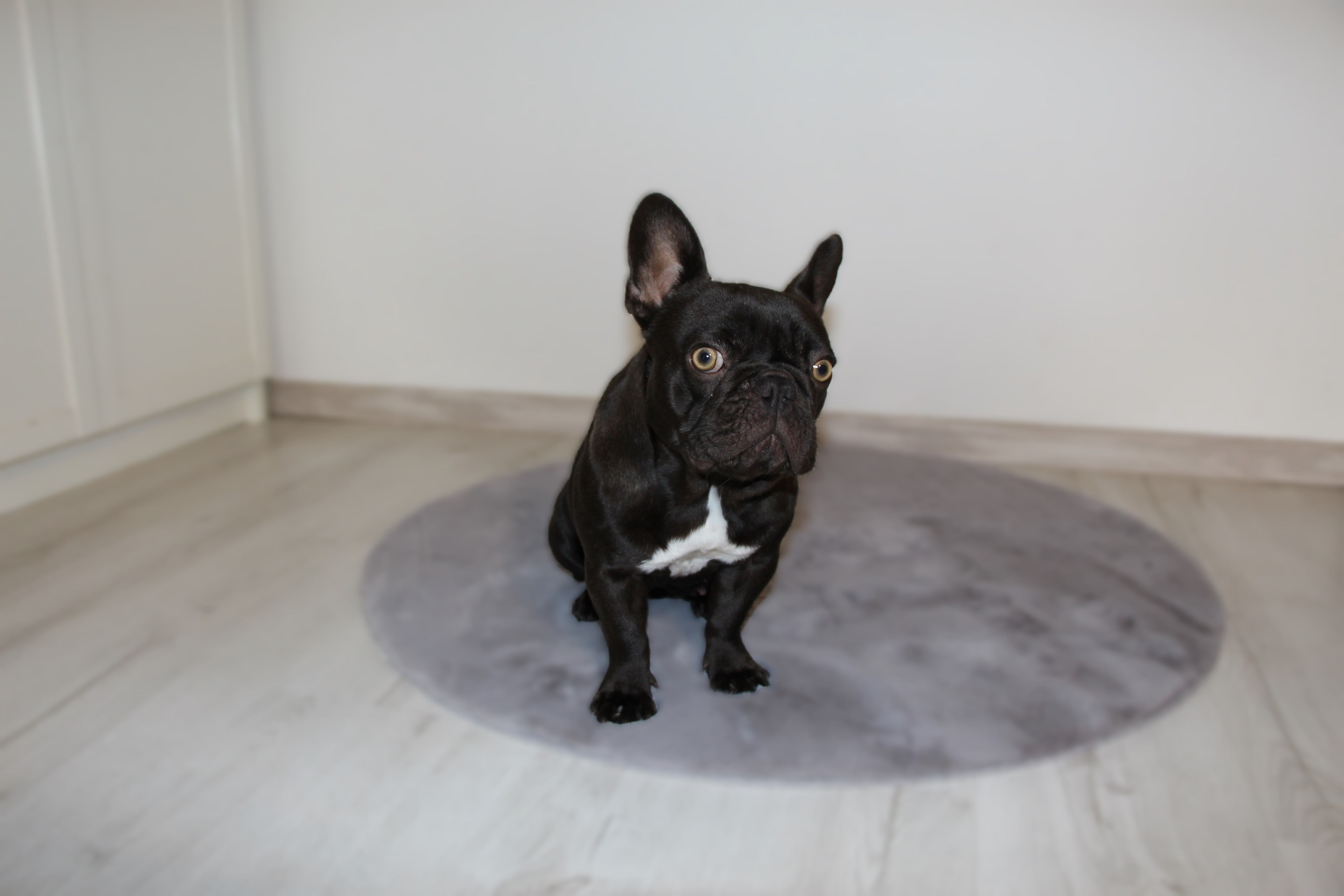 Polly White Star Frenchies