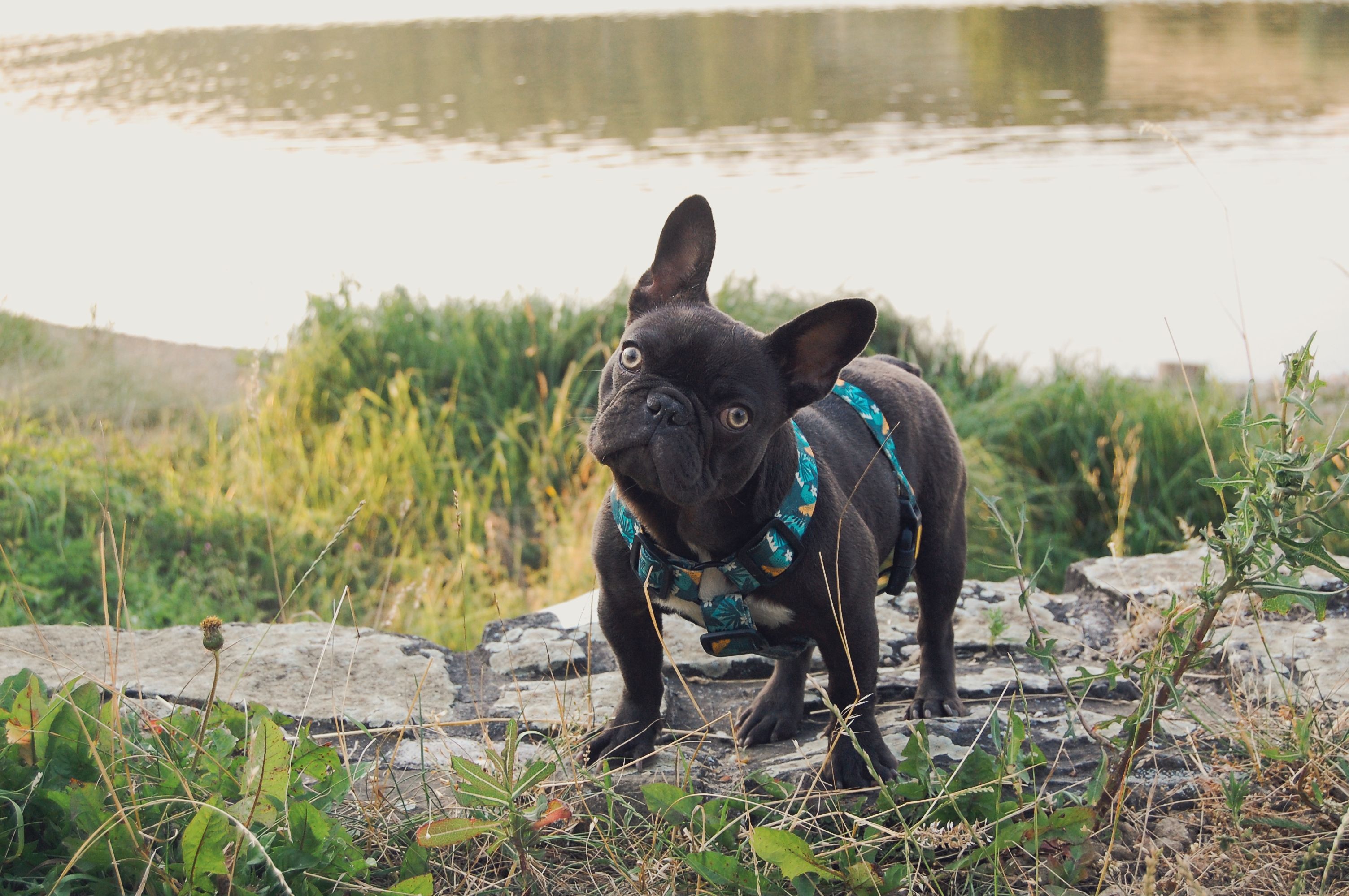 Polly White Star Frenchies