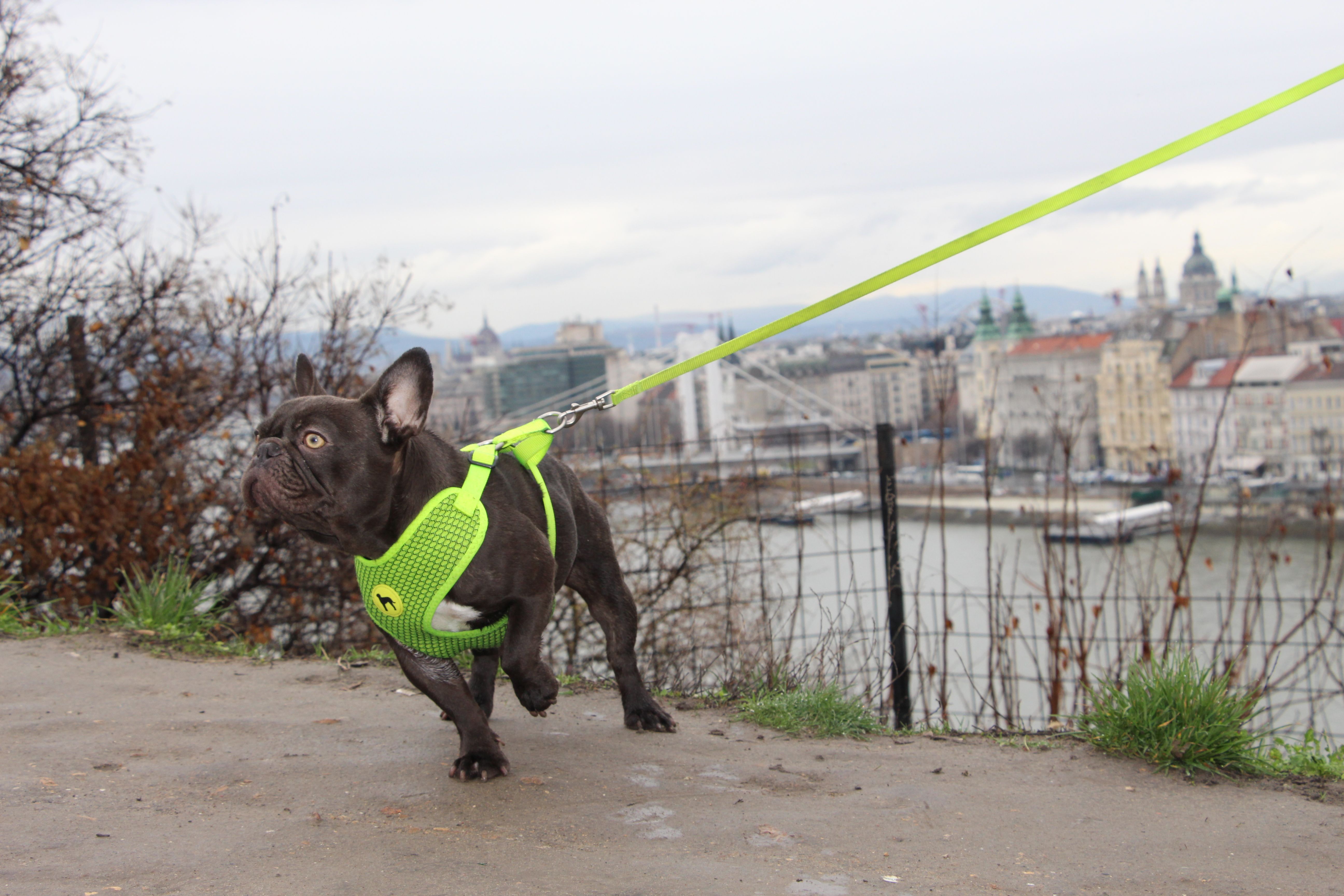 Polly White Star Frenchies