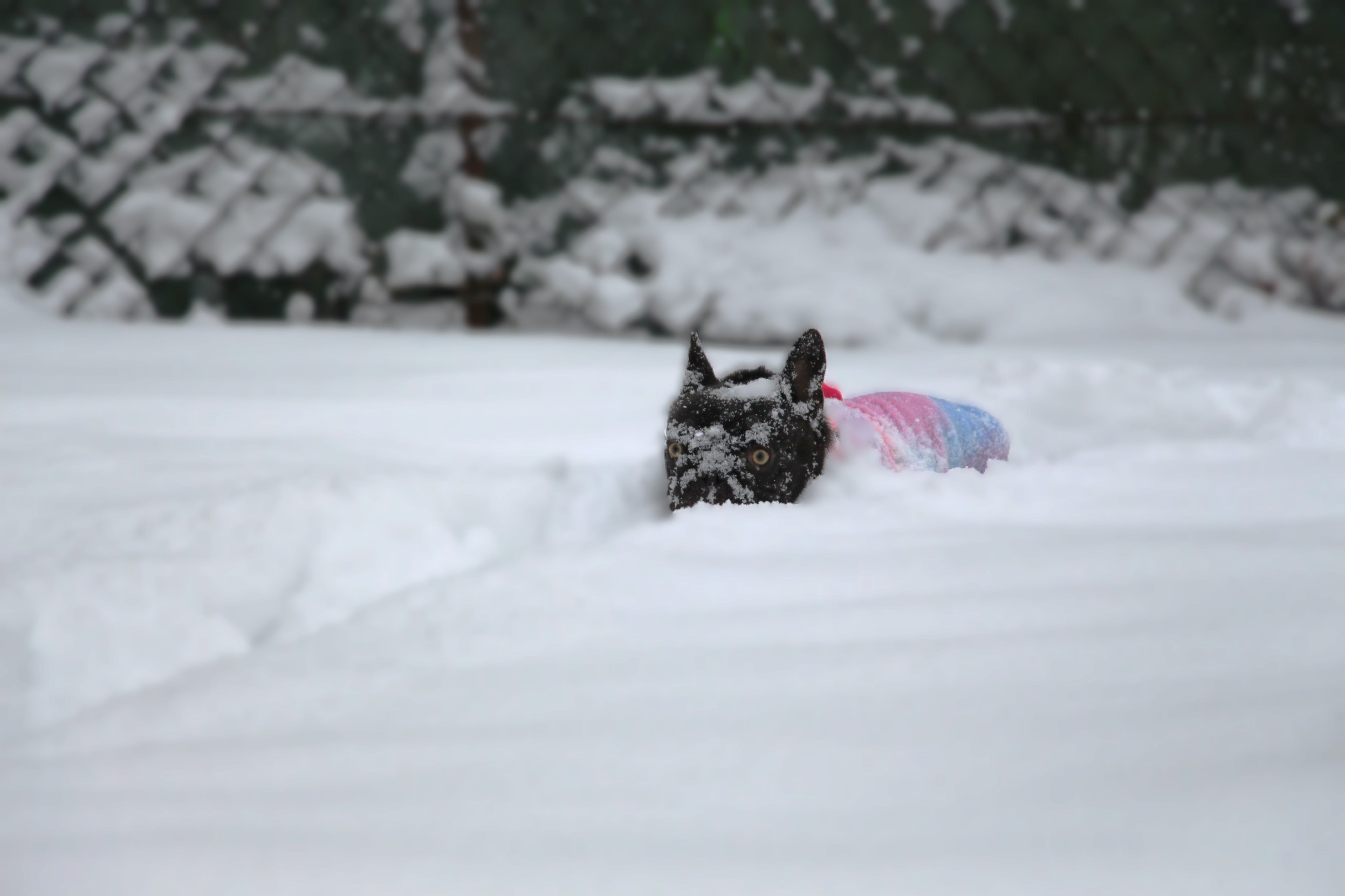 Polly White Star Frenchies
