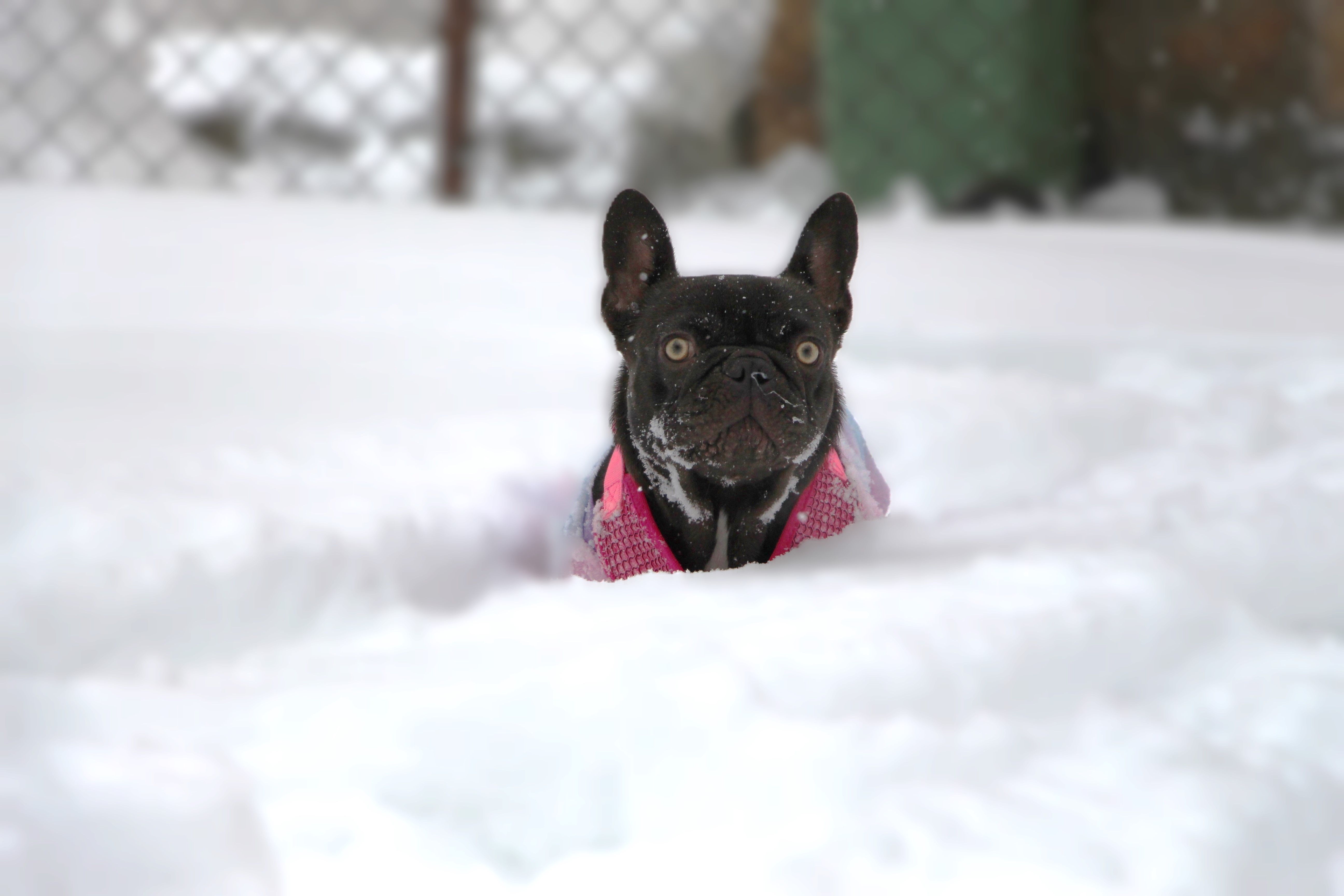Polly White Star Frenchies
