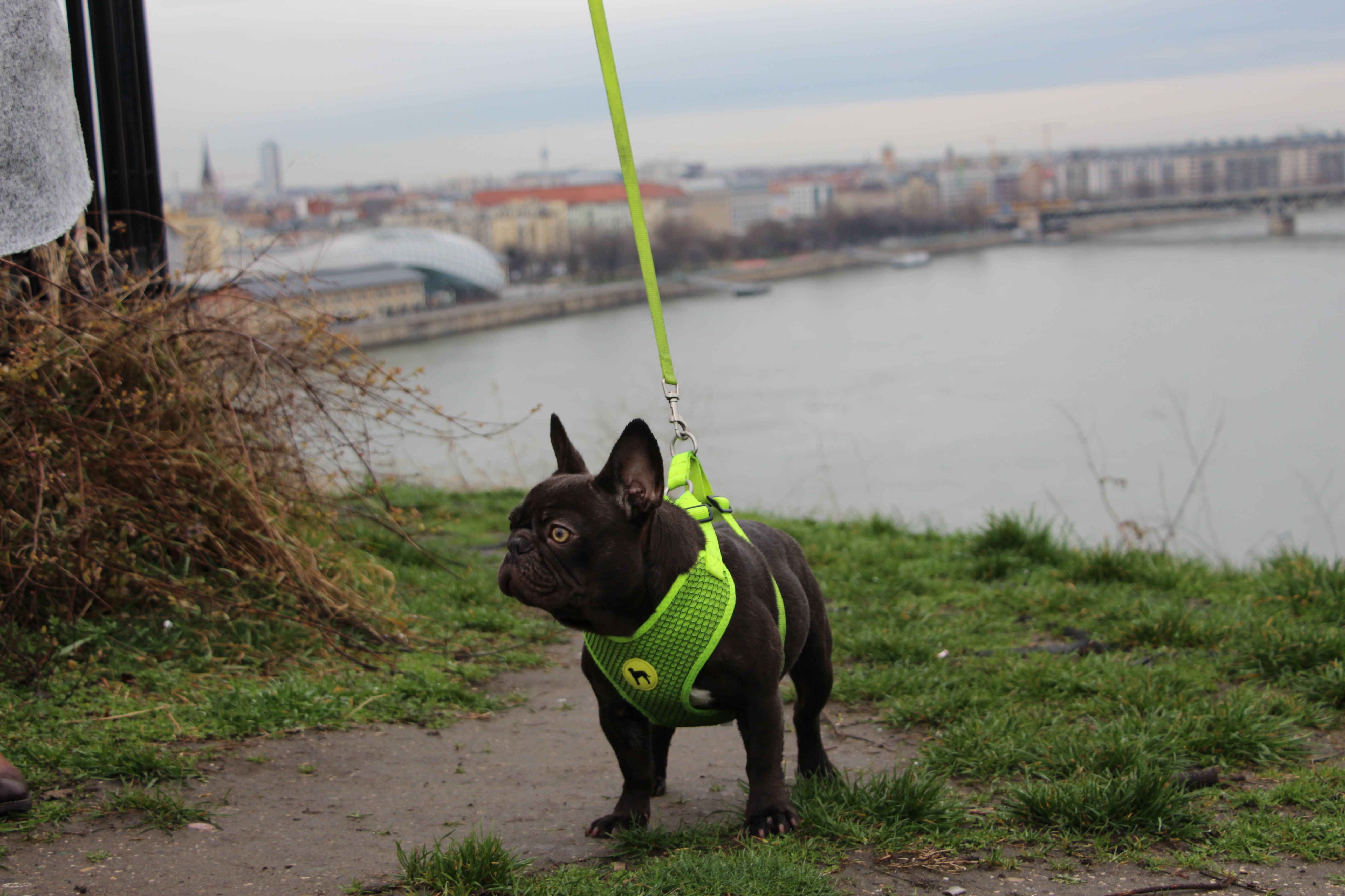 Polly White Star Frenchies