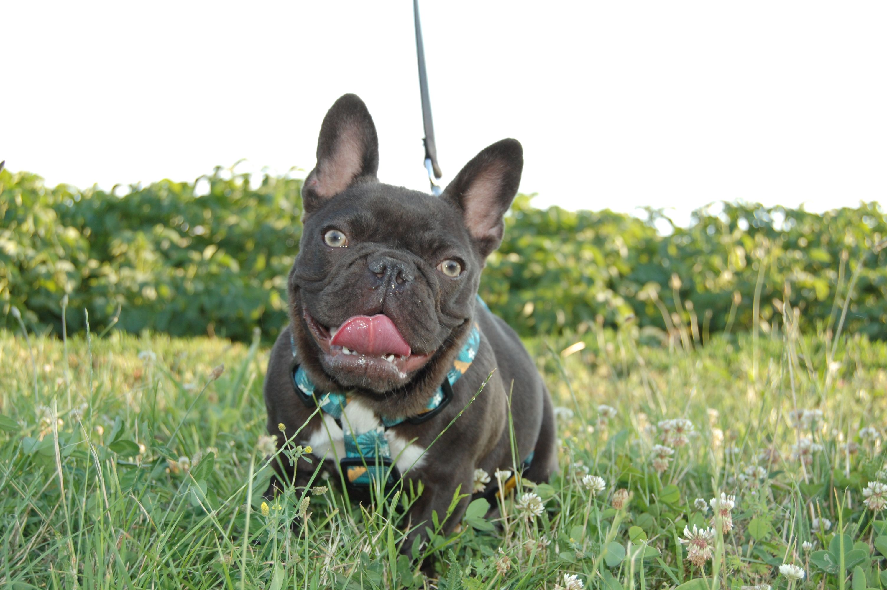 Polly White Star Frenchies