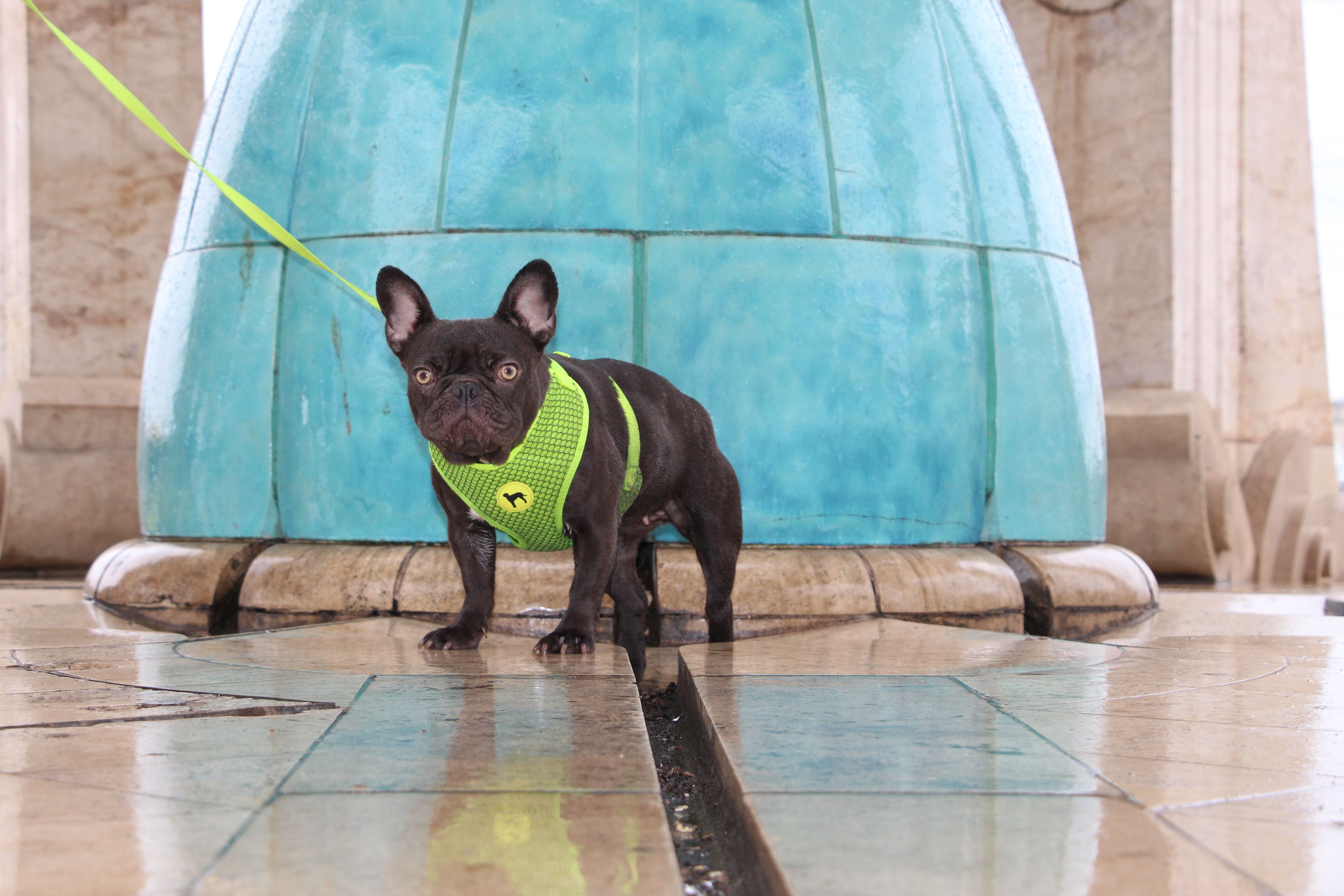 Polly White Star Frenchies