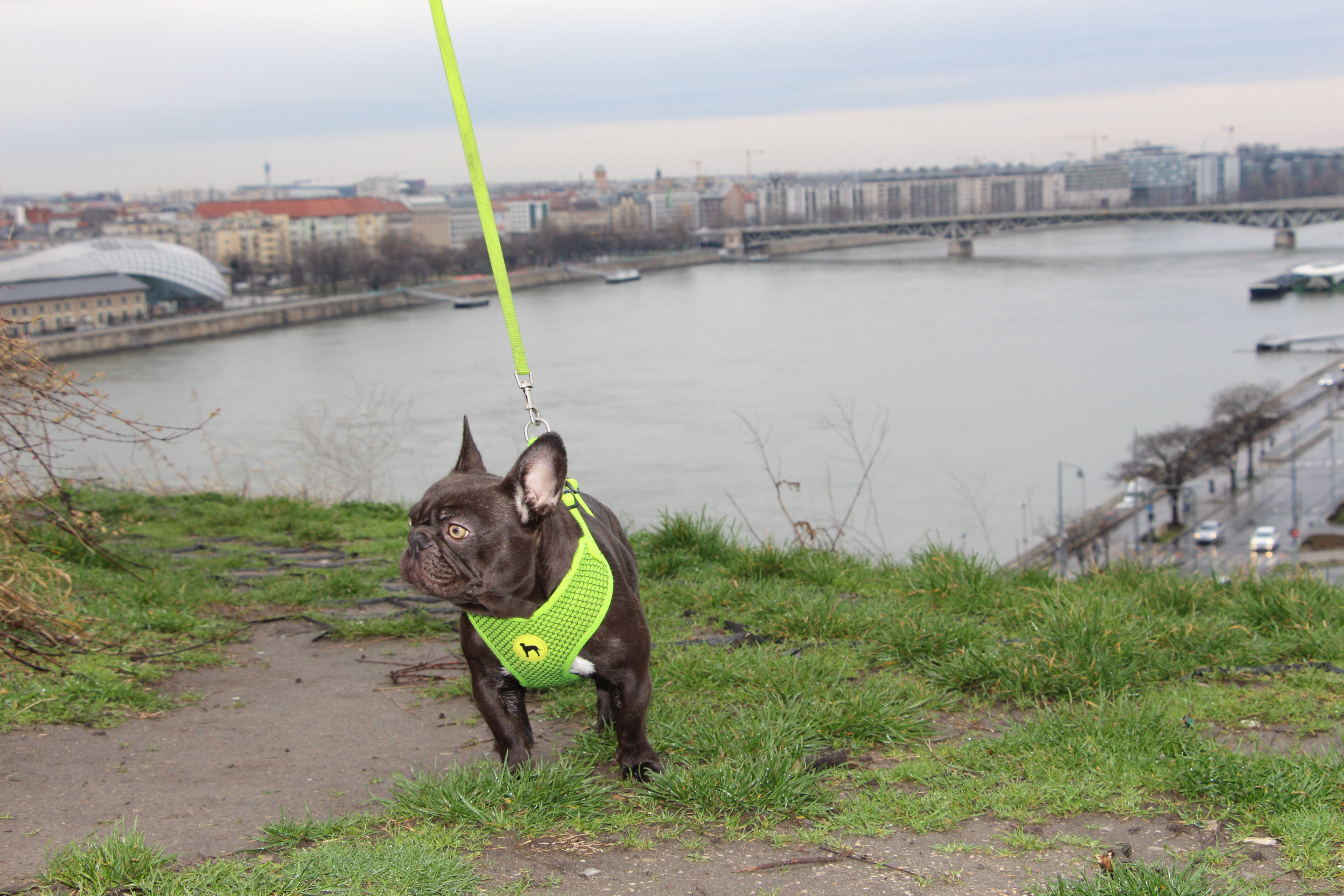 Polly White Star Frenchies