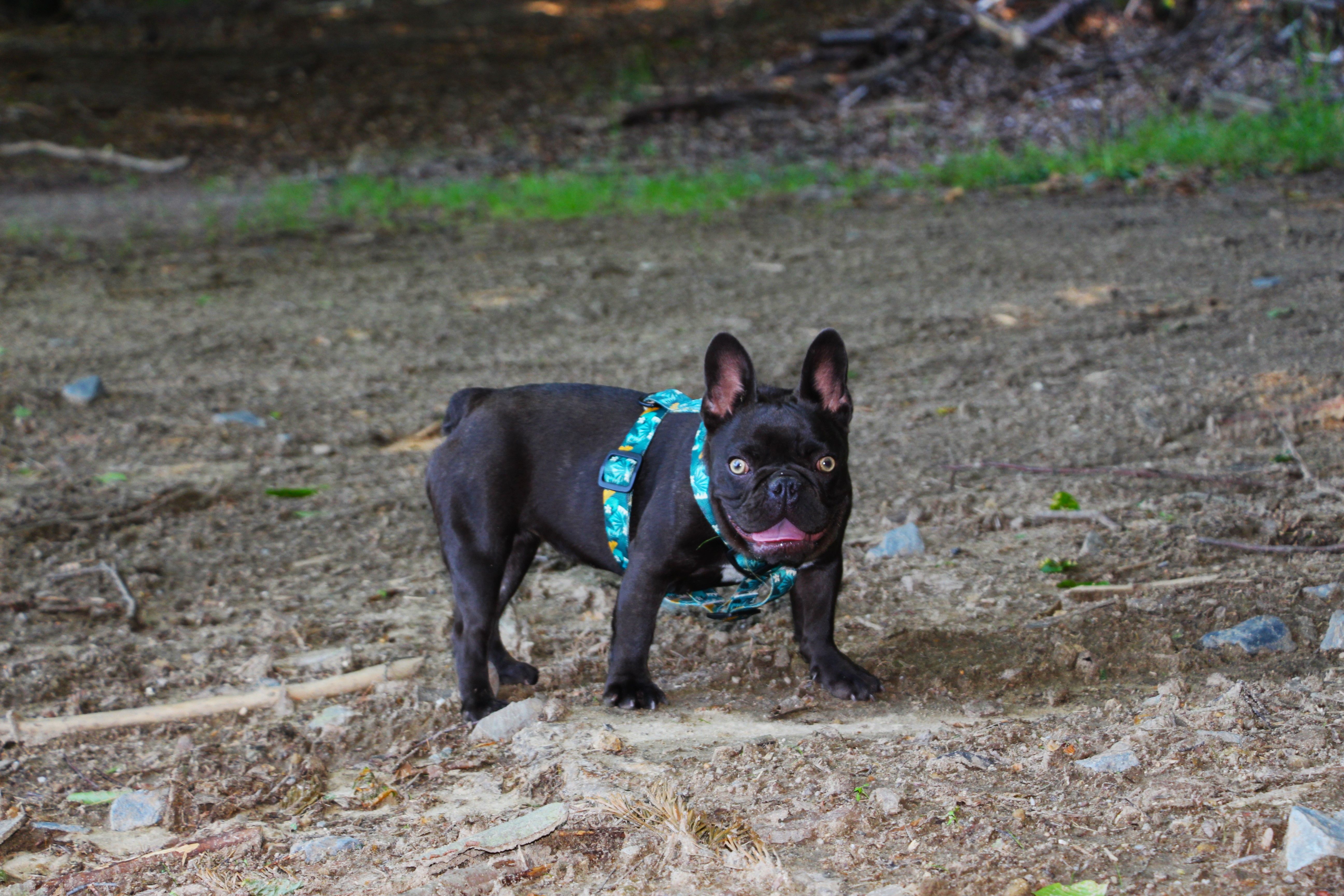 Polly White Star Frenchies