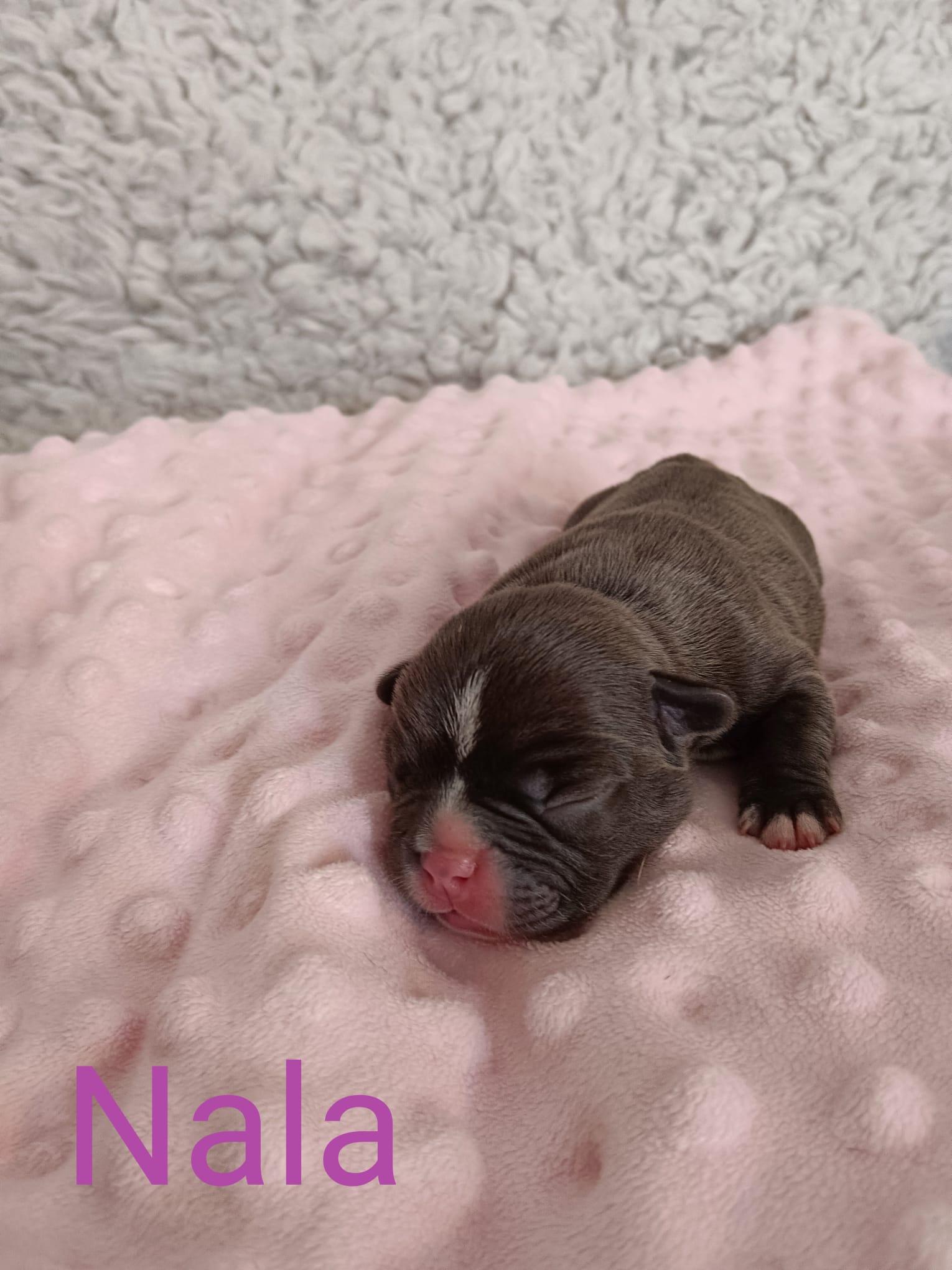 <svg class='light-purple'></svg> <b>Nala</b> <svg class='light-purple'></svg>