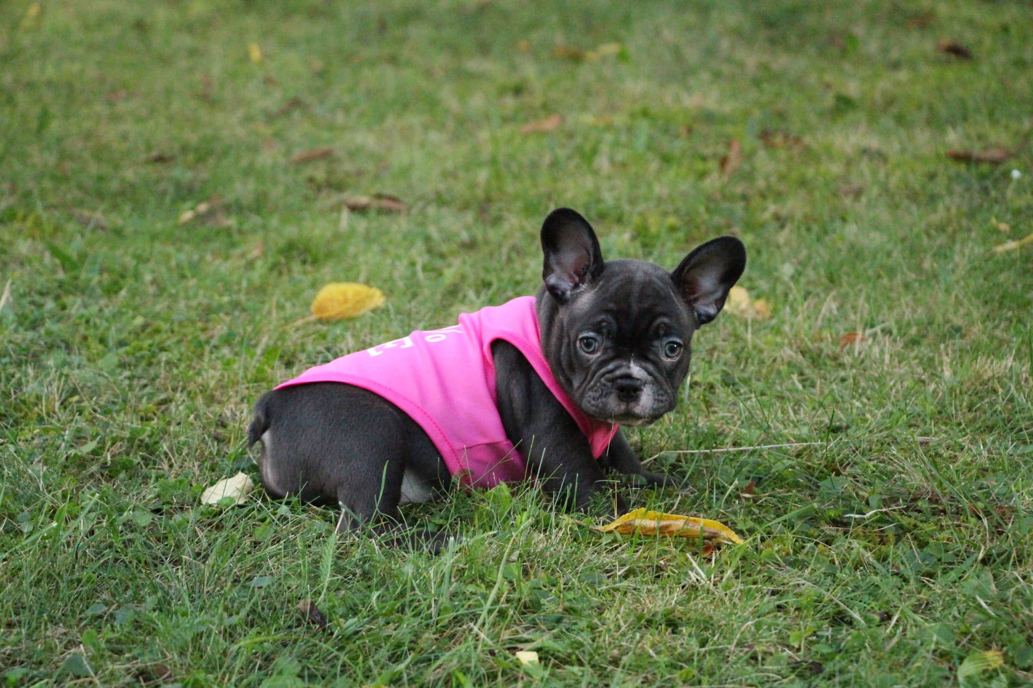 <svg class='light-purple'></svg> <b>Nala</b> <svg class='light-purple'></svg>