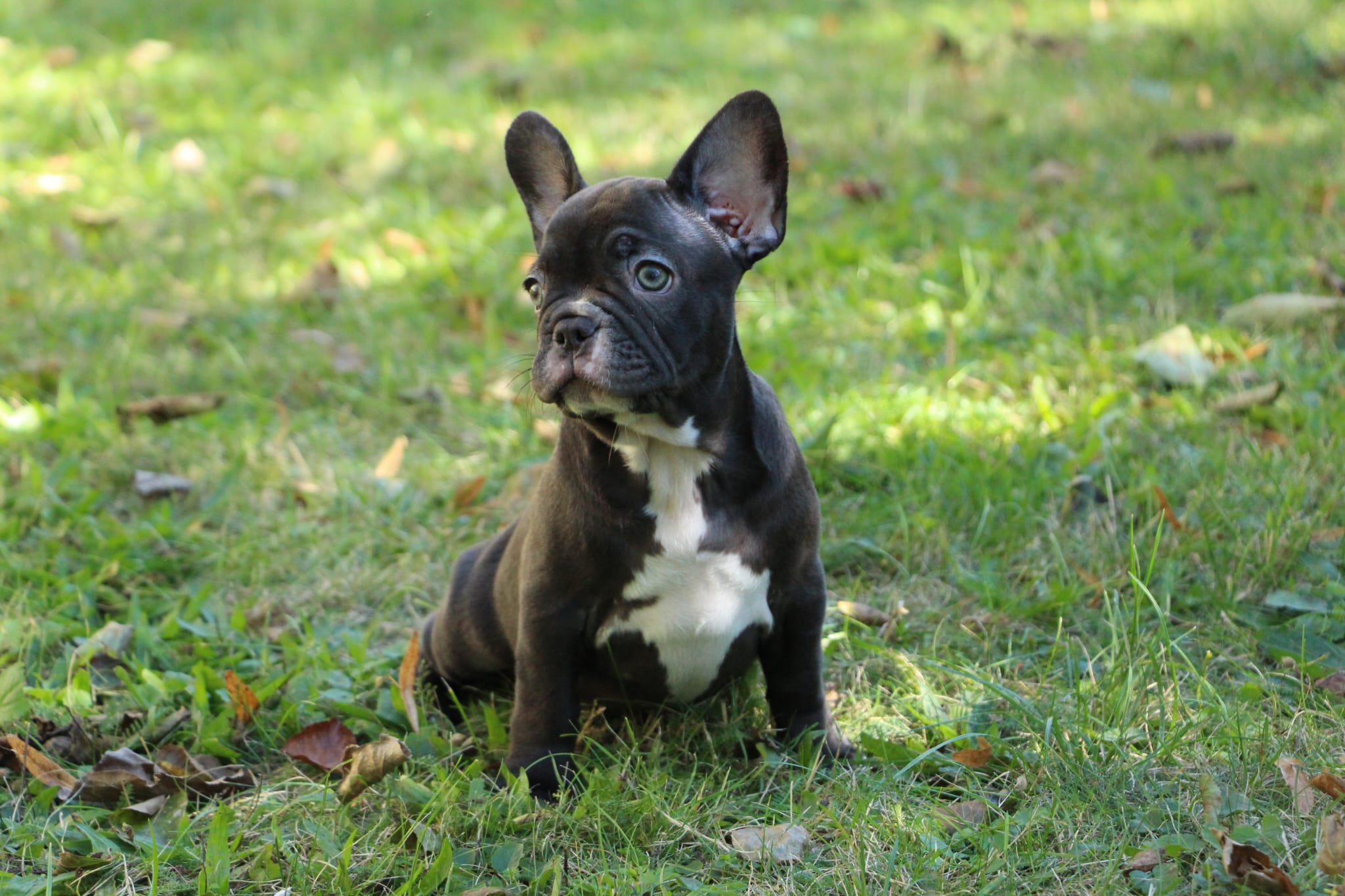 <svg class='light-purple'></svg> <b>Nala</b> <svg class='light-purple'></svg>