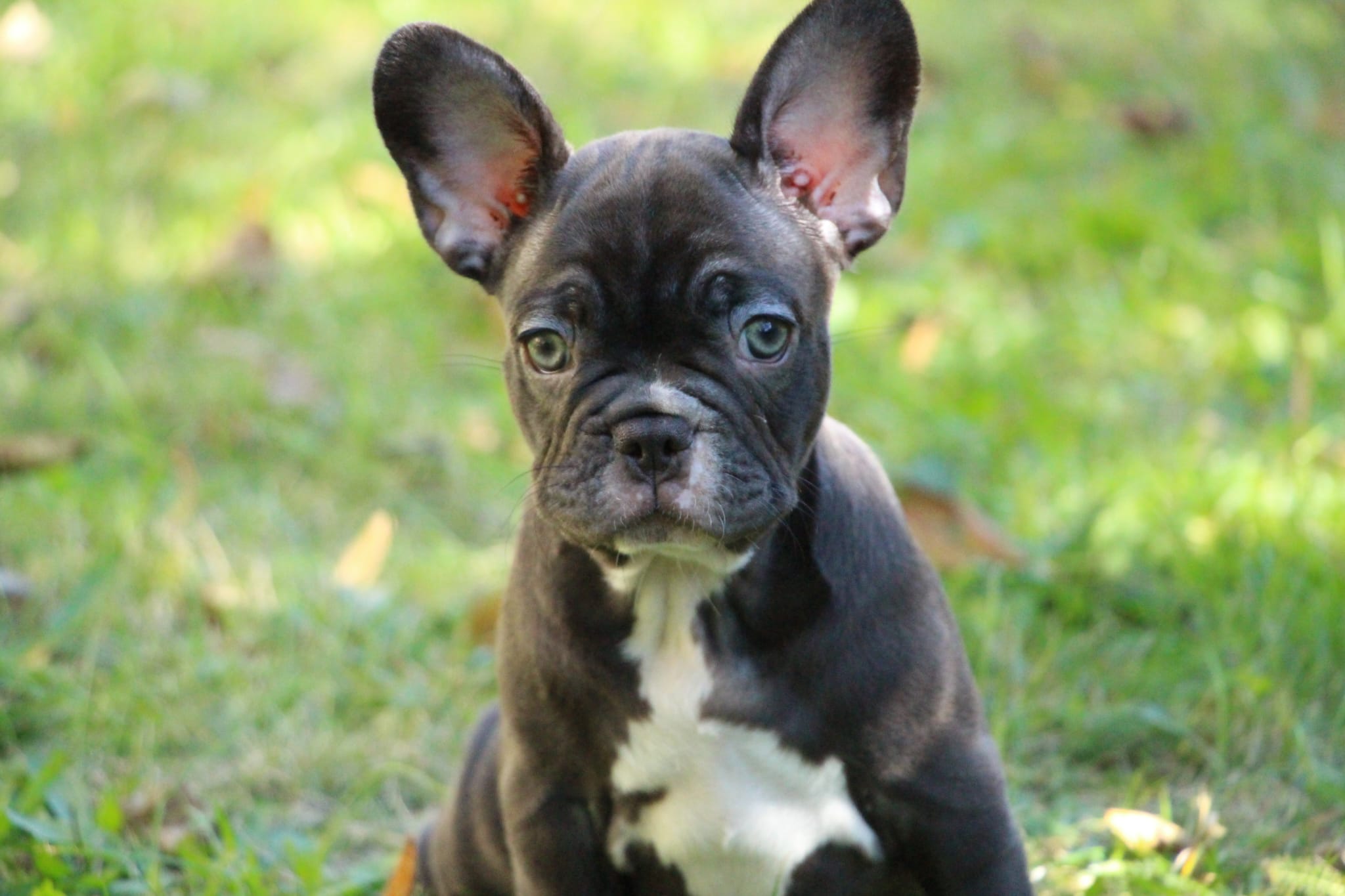 <svg class='light-purple'></svg> <b>Nala</b> <svg class='light-purple'></svg>