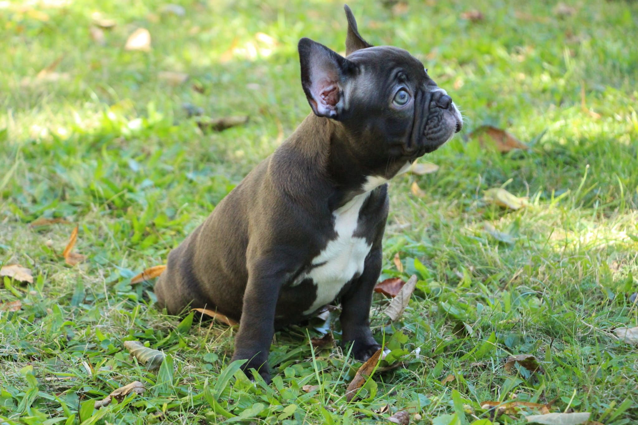 <svg class='light-purple'></svg> <b>Nala</b> <svg class='light-purple'></svg>