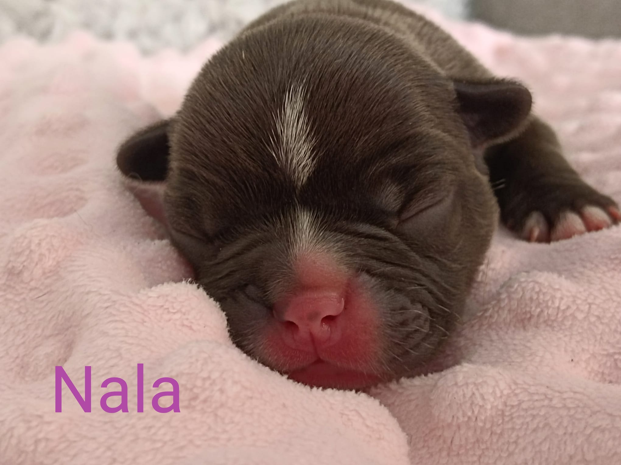 <svg class='light-purple'></svg> <b>Nala</b> <svg class='light-purple'></svg>