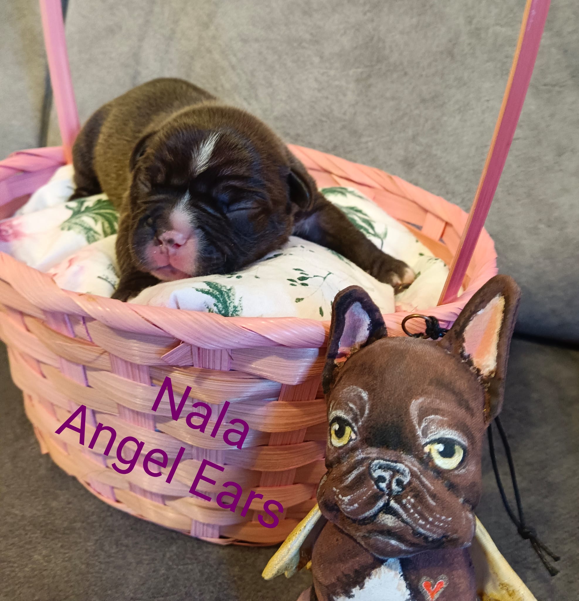 <svg class='light-purple'></svg> <b>Nala</b> <svg class='light-purple'></svg>