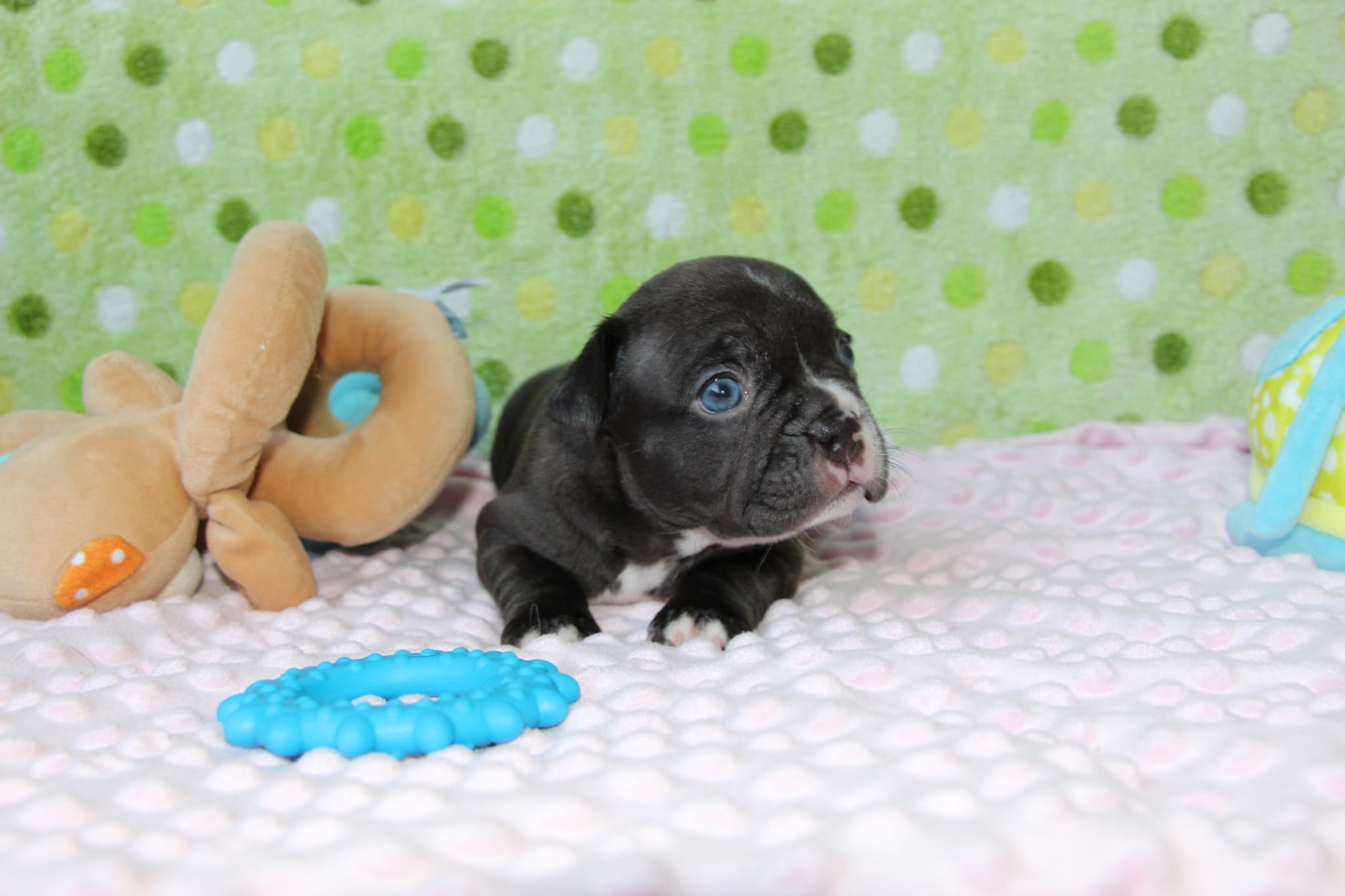 <svg class='light-purple'></svg> <b>Nala</b> <svg class='light-purple'></svg>