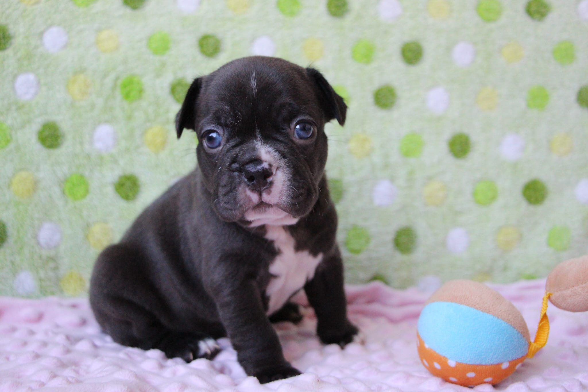 <svg class='light-purple'></svg> <b>Nala</b> <svg class='light-purple'></svg>