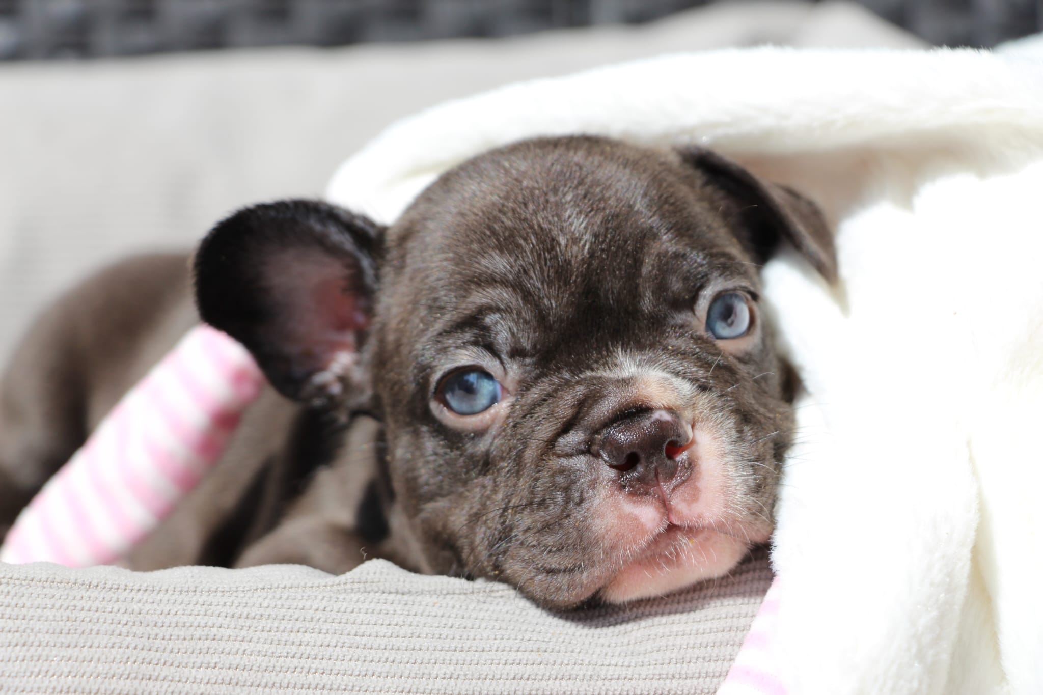 <svg class='light-purple'></svg> <b>Nala</b> <svg class='light-purple'></svg>