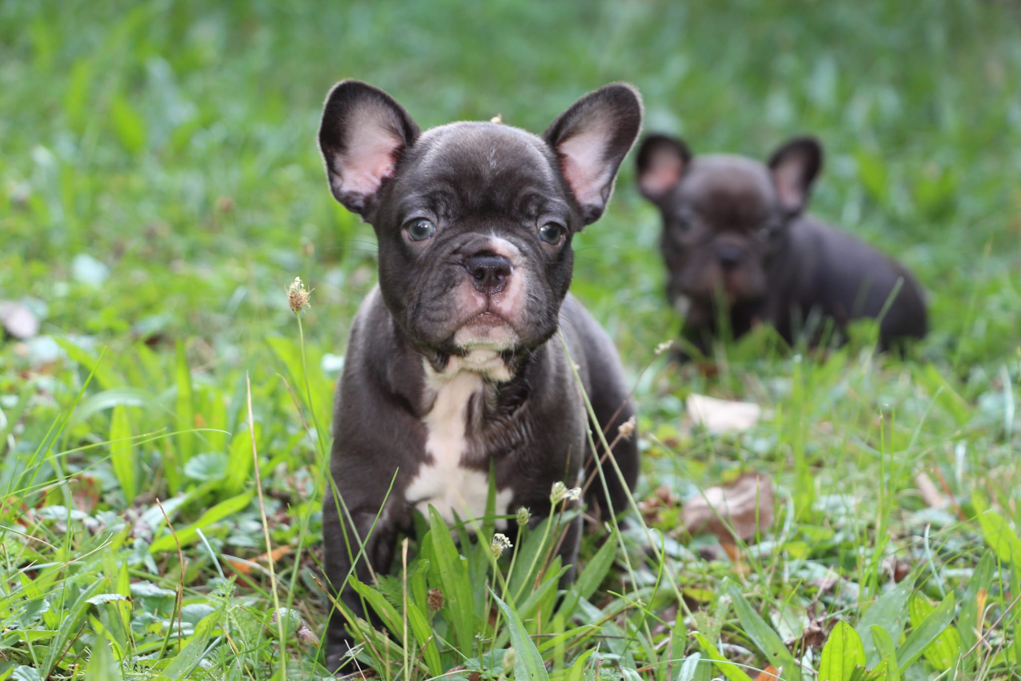 <svg class='light-purple'></svg> <b>Nala</b> <svg class='light-purple'></svg>