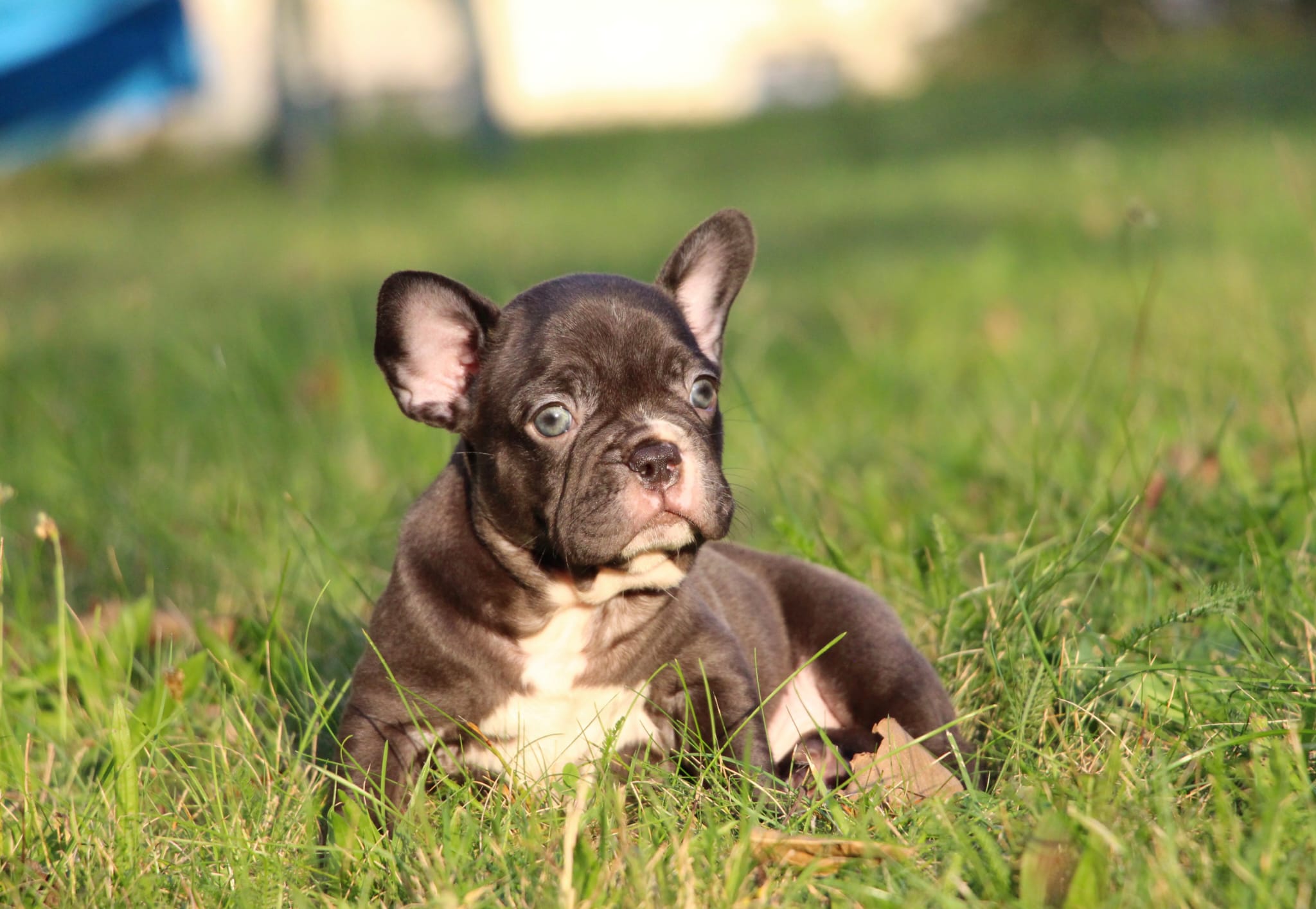 <svg class='light-purple'></svg> <b>Nala</b> <svg class='light-purple'></svg>