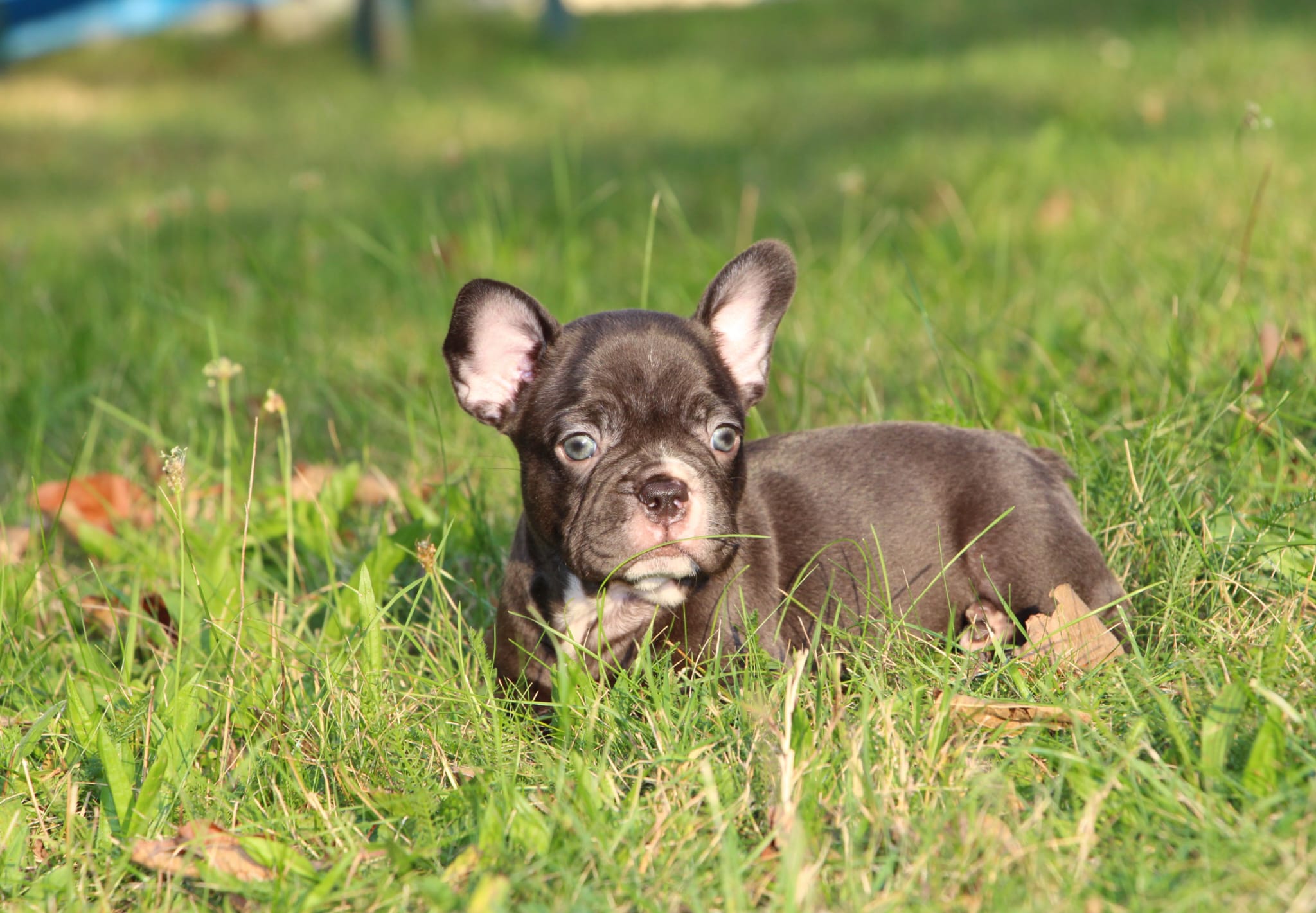 <svg class='light-purple'></svg> <b>Nala</b> <svg class='light-purple'></svg>