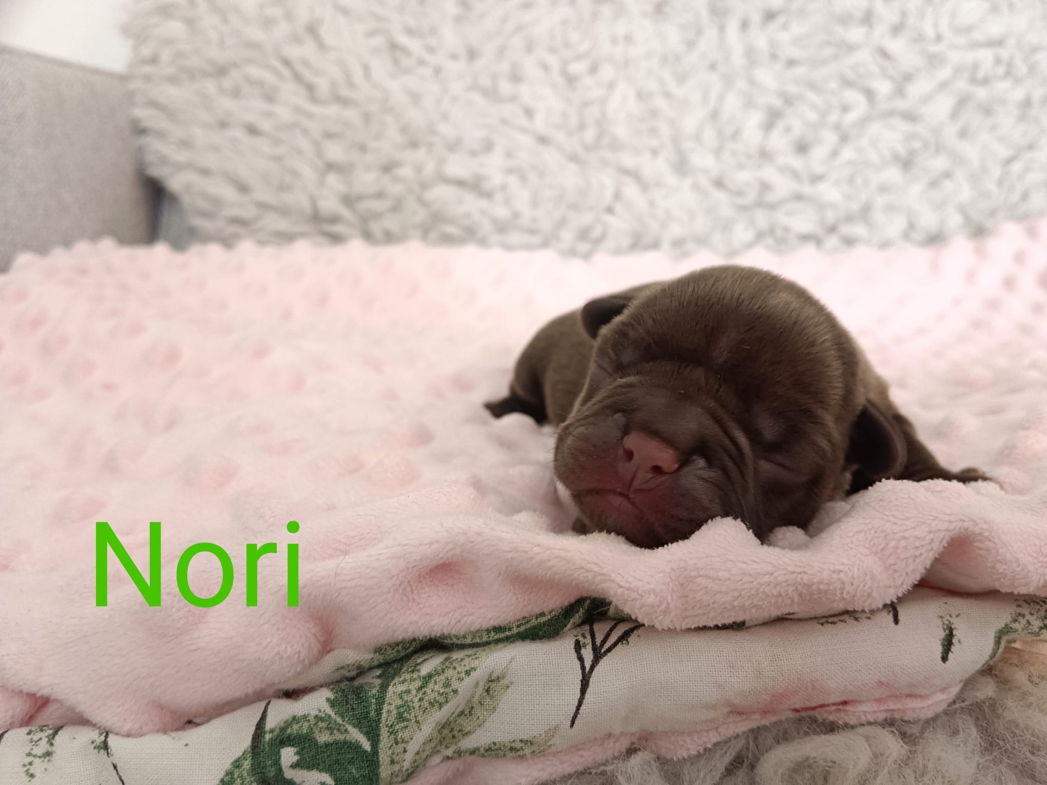 <svg class='green'></svg> <b>Nori</b> <svg class='green'></svg>