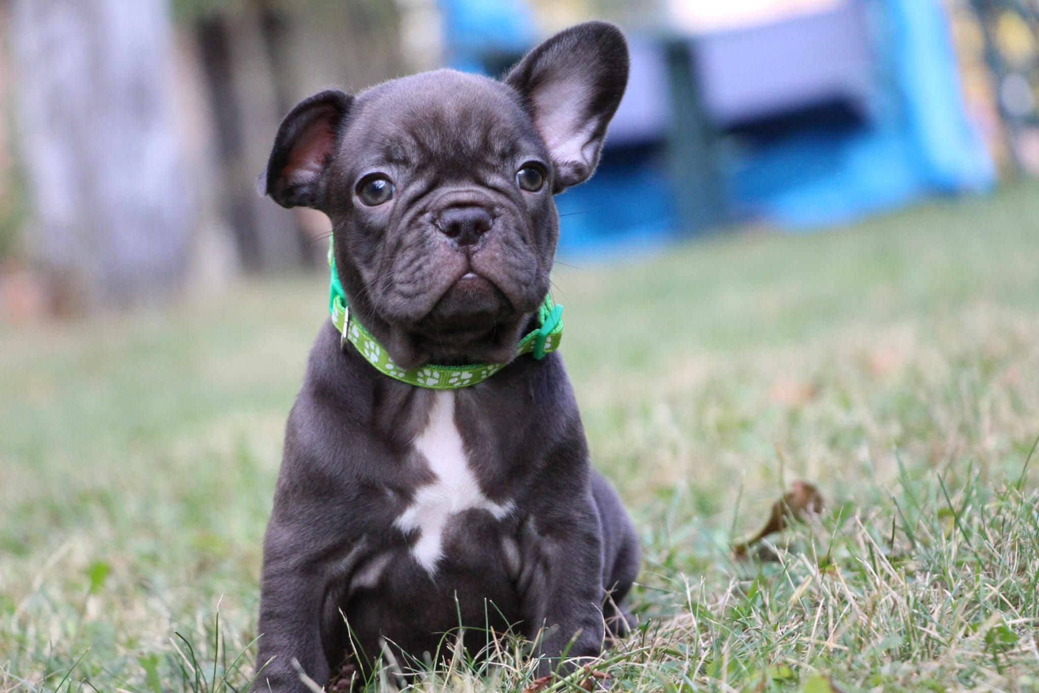 <svg class='green'></svg> <b>Nori</b> <svg class='green'></svg>