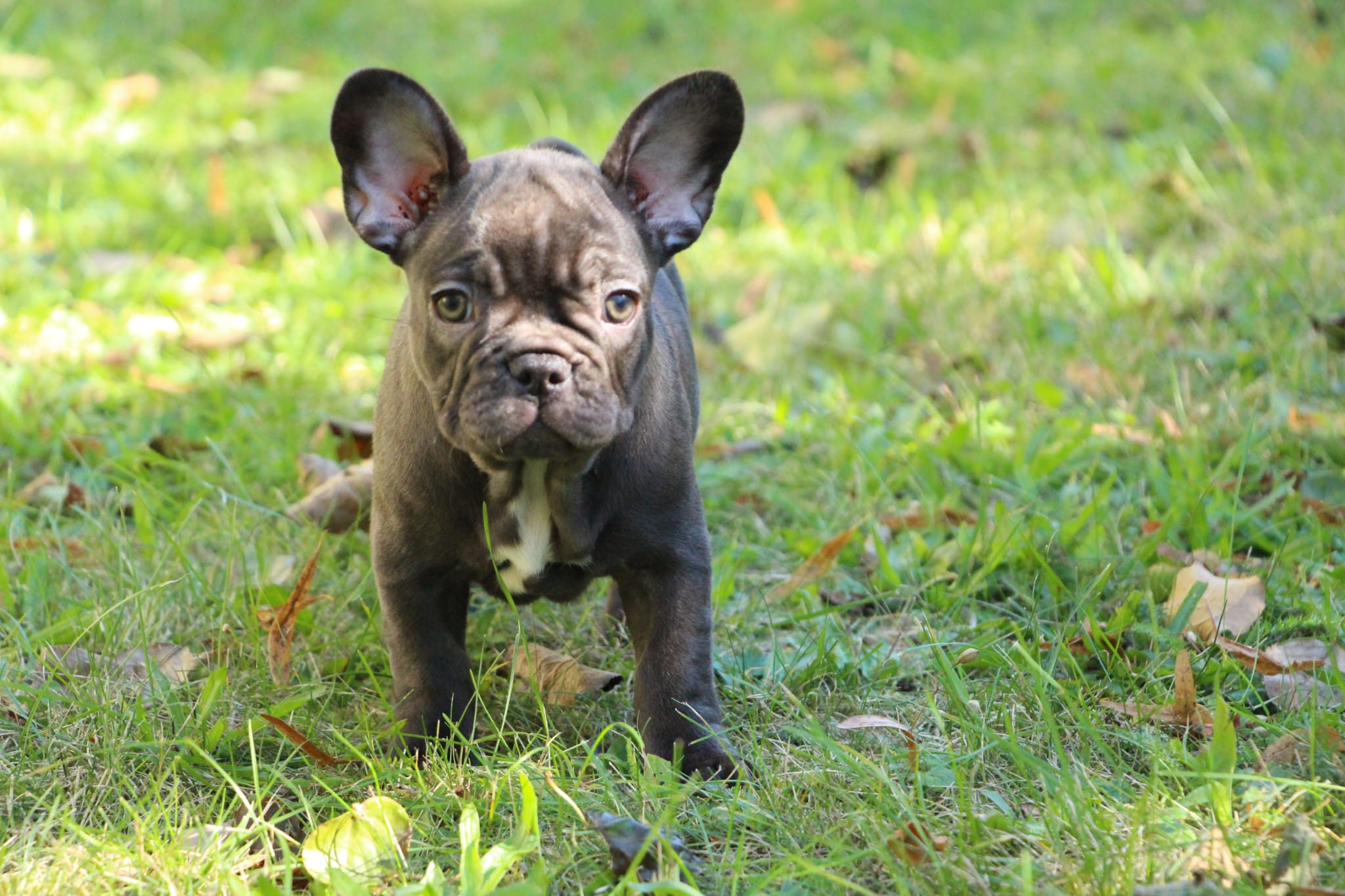 <svg class='green'></svg> <b>Nori</b> <svg class='green'></svg>