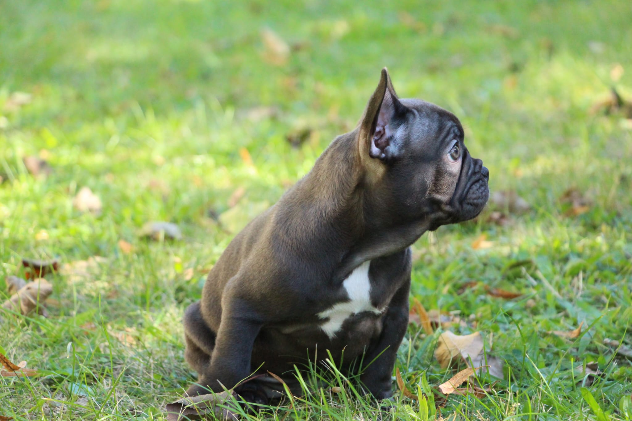 <svg class='green'></svg> <b>Nori</b> <svg class='green'></svg>