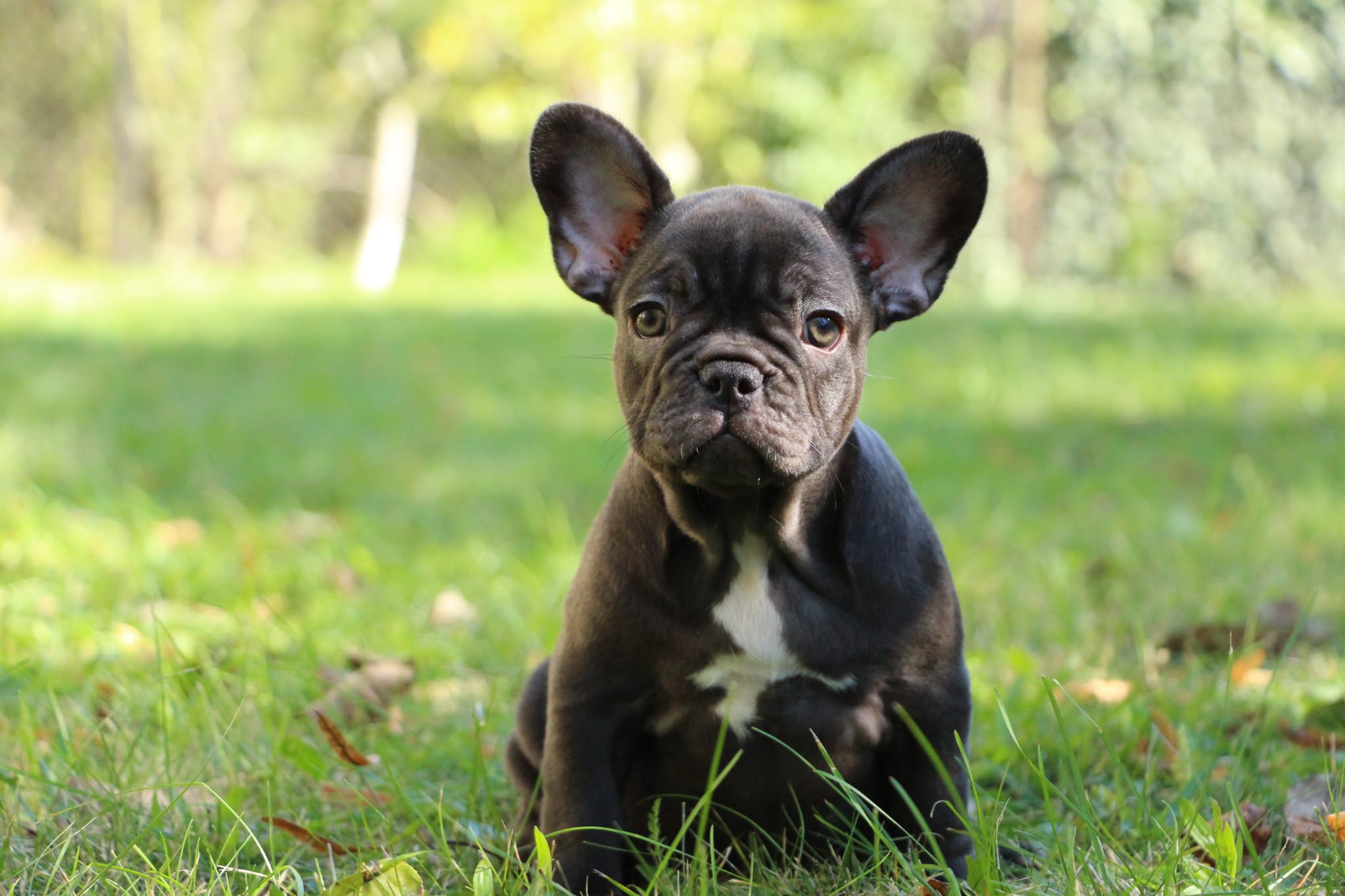 <svg class='green'></svg> <b>Nori</b> <svg class='green'></svg>