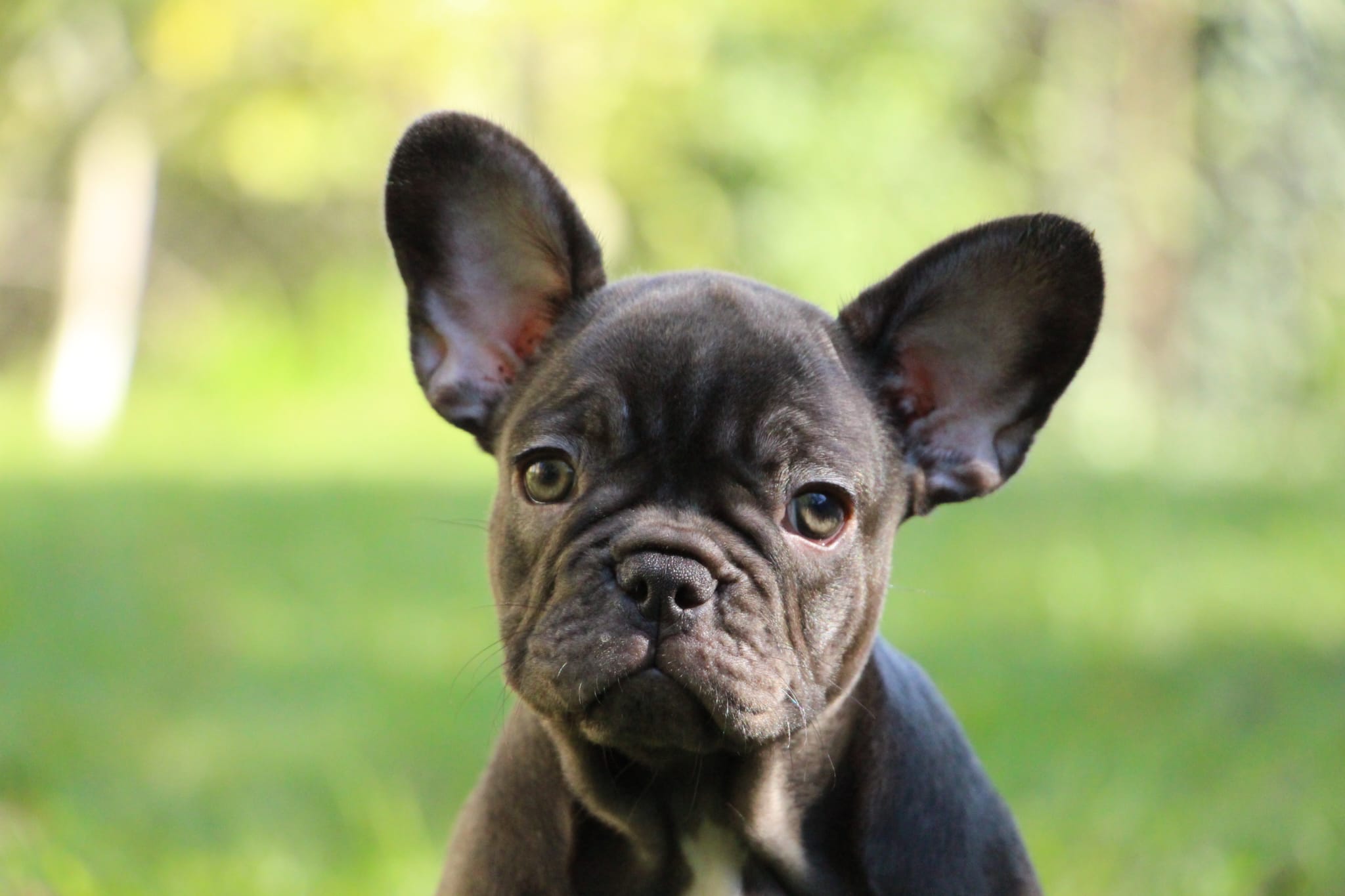 <svg class='green'></svg> <b>Nori</b> <svg class='green'></svg>