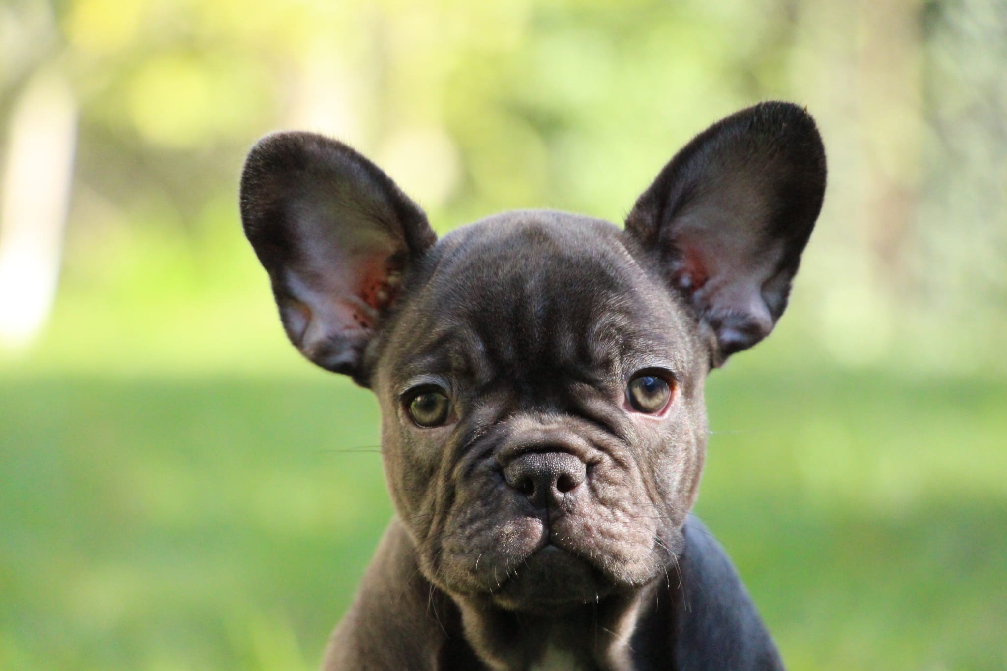 <svg class='green'></svg> <b>Nori</b> <svg class='green'></svg>