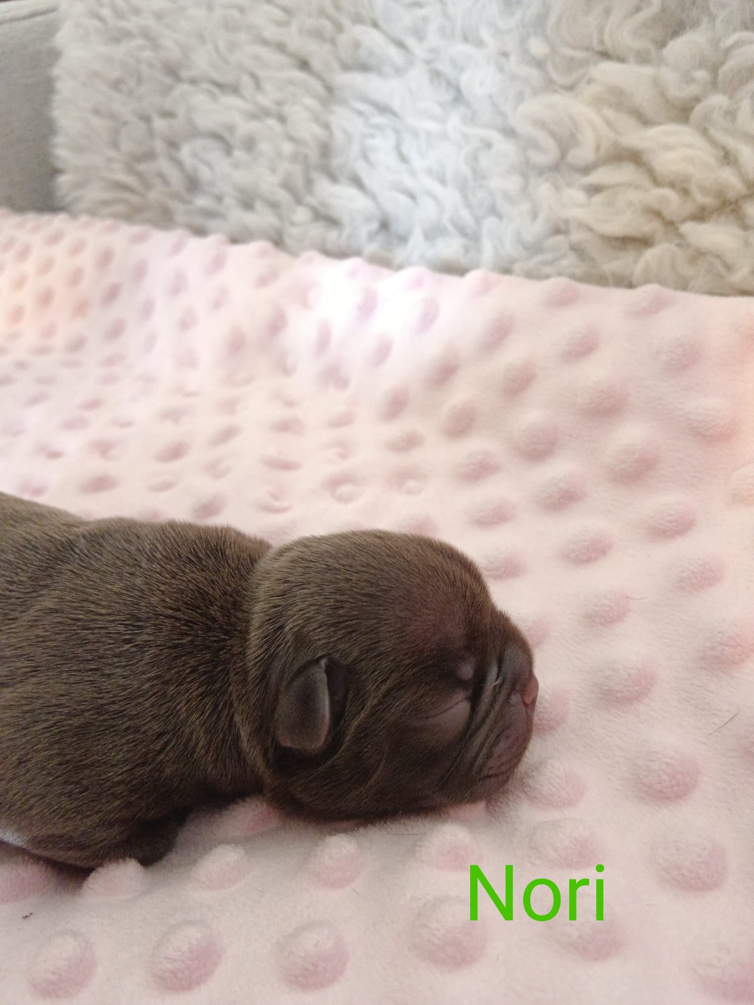 <svg class='green'></svg> <b>Nori</b> <svg class='green'></svg>