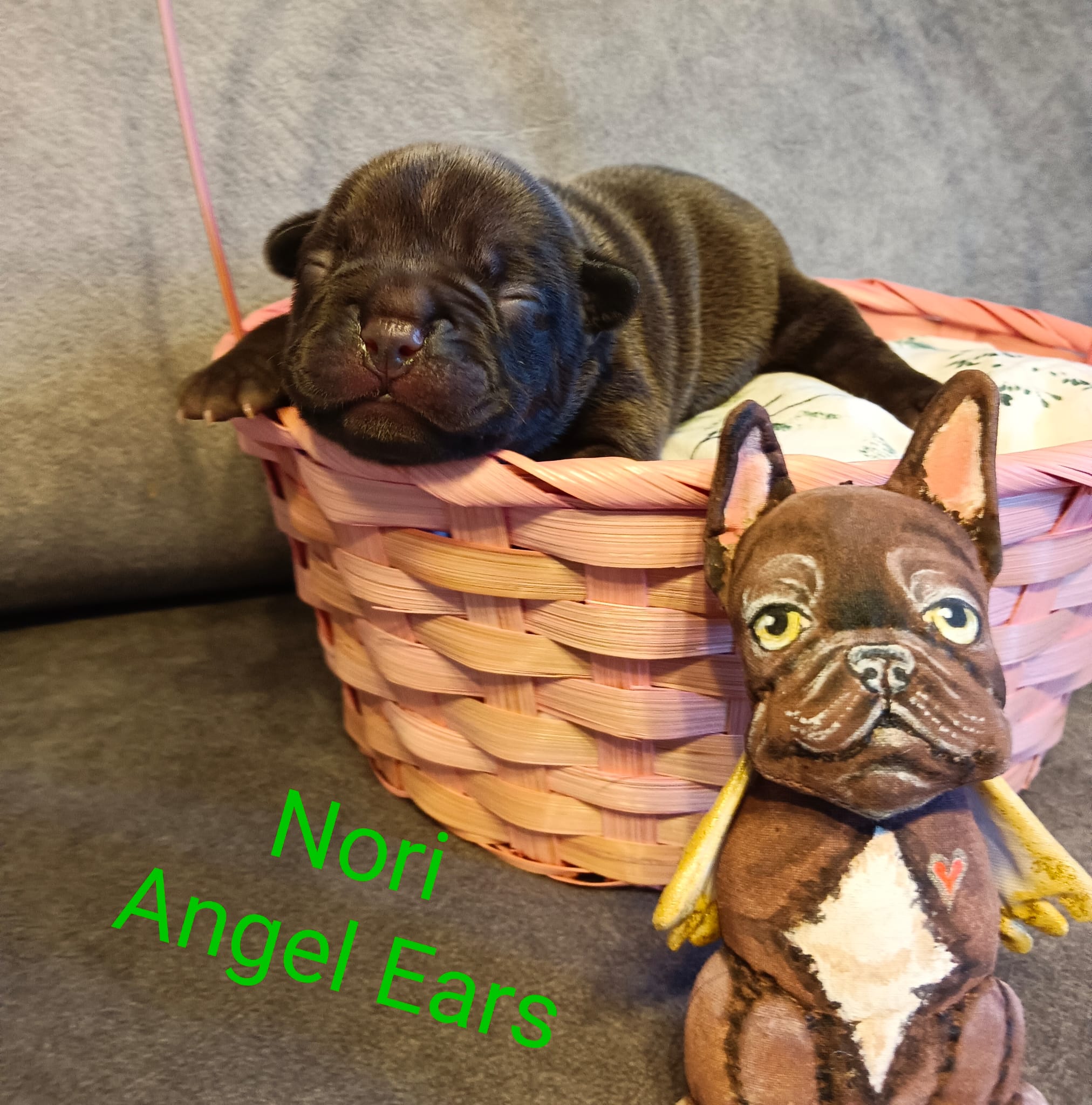 <svg class='green'></svg> <b>Nori</b> <svg class='green'></svg>