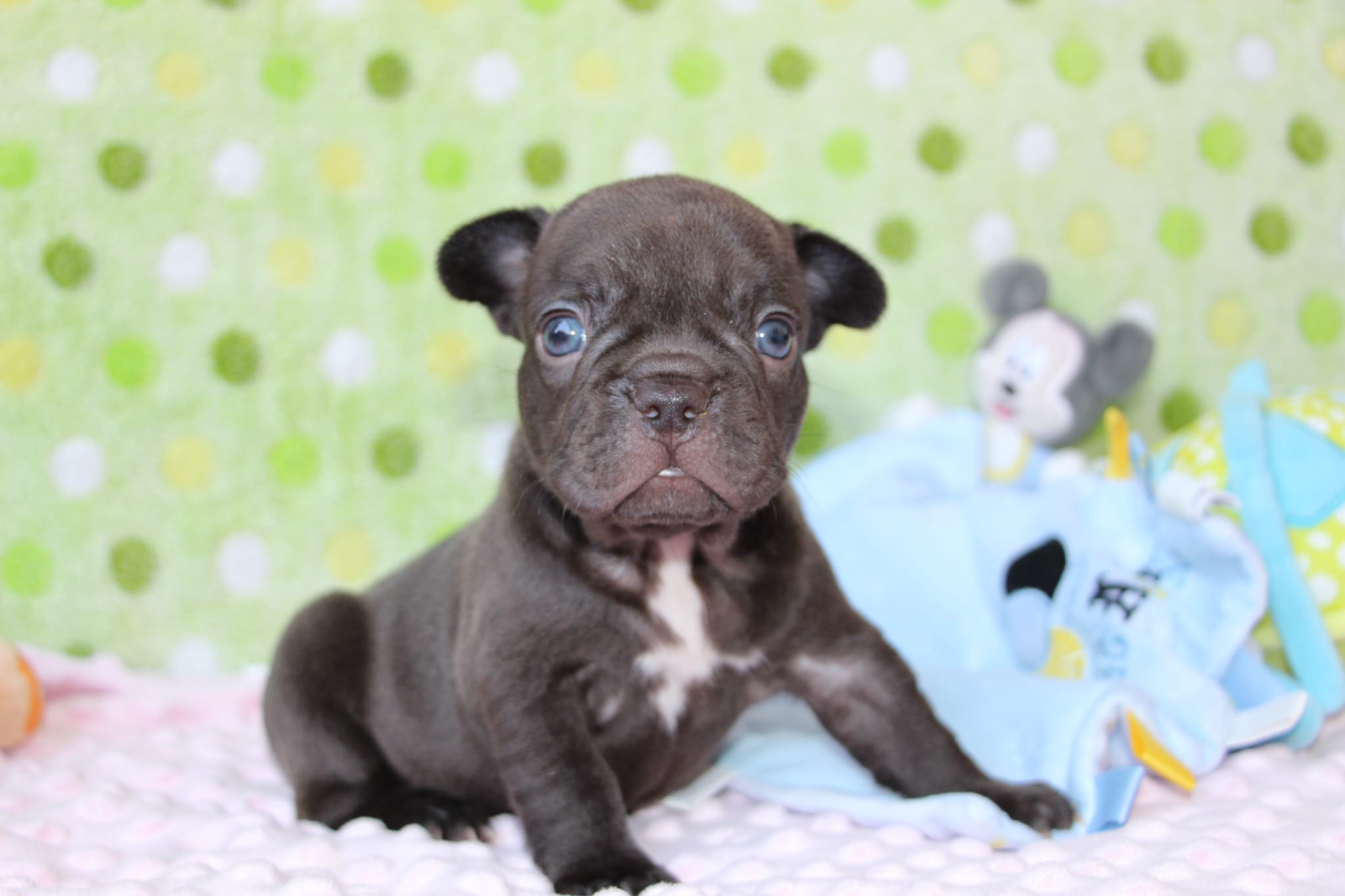 <svg class='green'></svg> <b>Nori</b> <svg class='green'></svg>