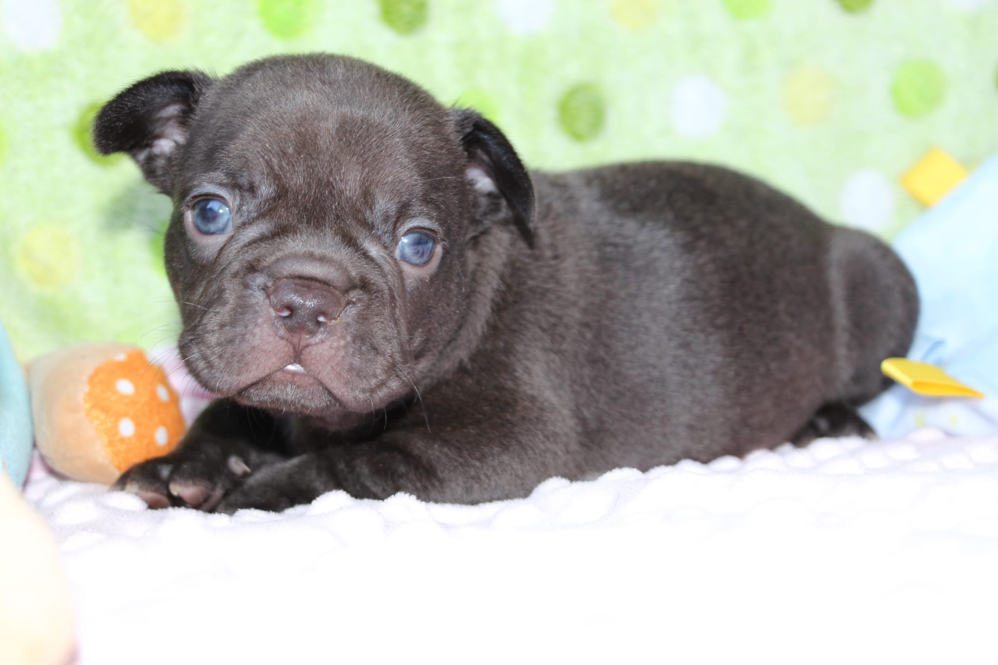 <svg class='green'></svg> <b>Nori</b> <svg class='green'></svg>