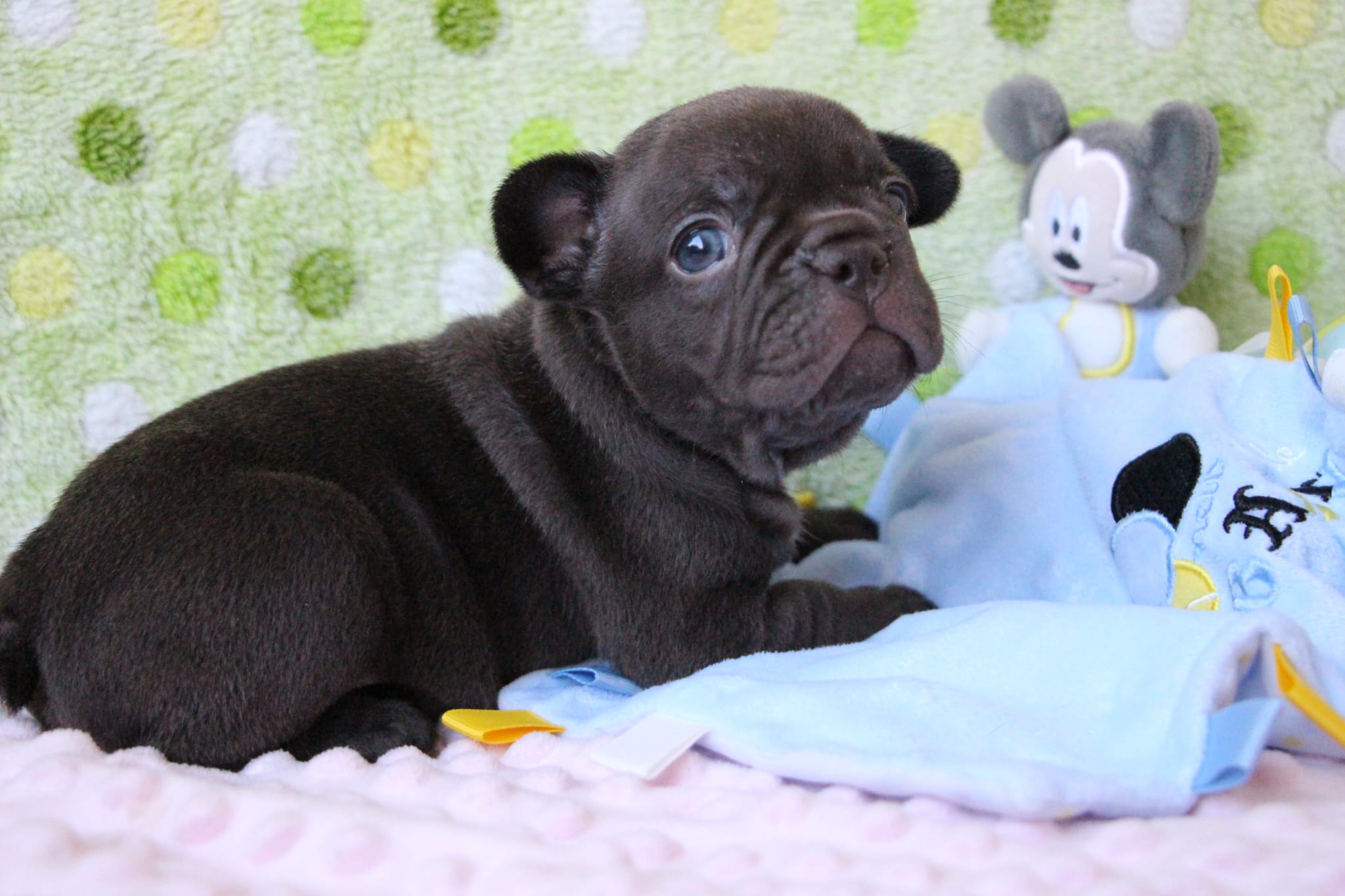 <svg class='green'></svg> <b>Nori</b> <svg class='green'></svg>