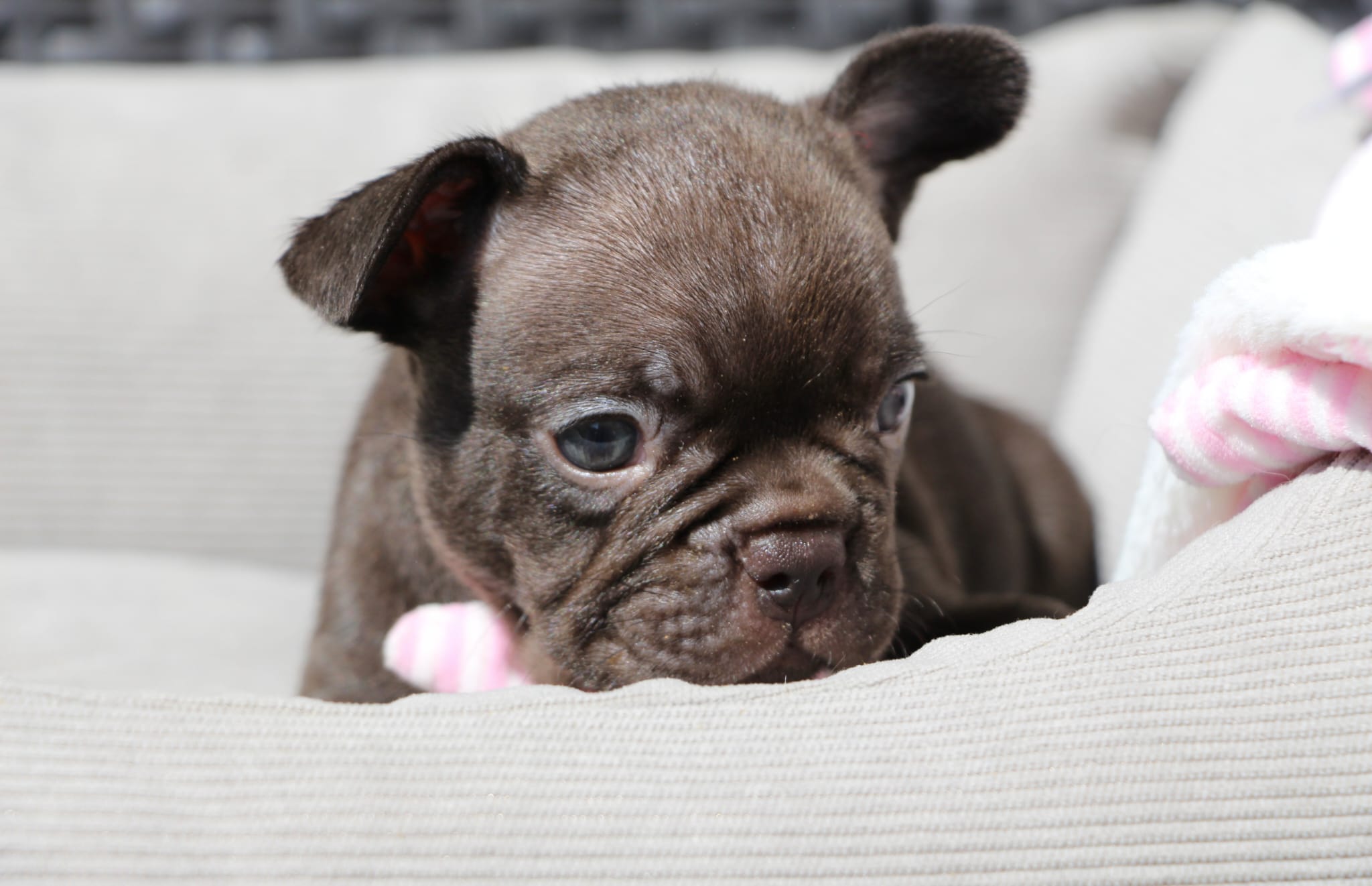 <svg class='green'></svg> <b>Nori</b> <svg class='green'></svg>