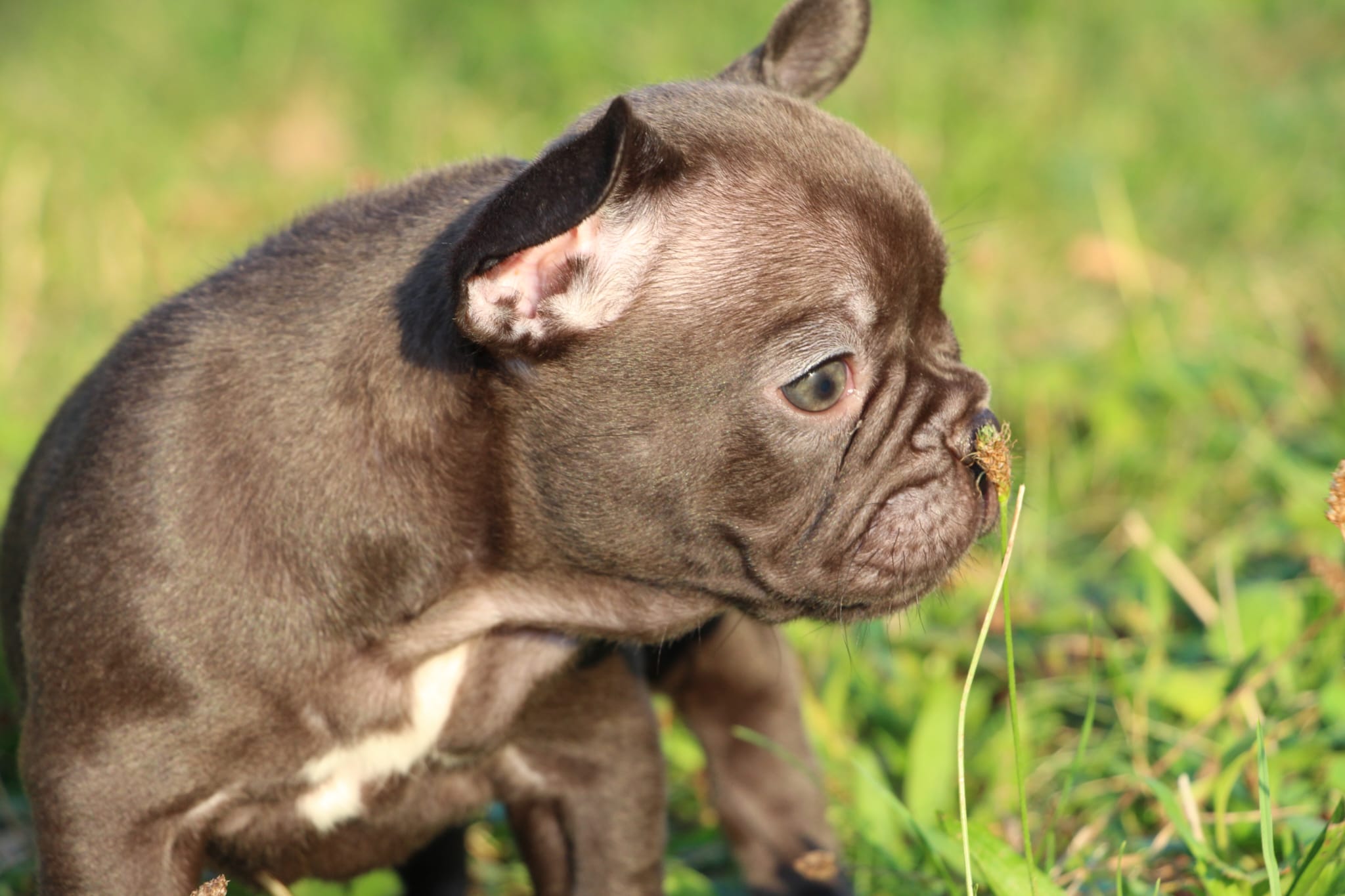 <svg class='green'></svg> <b>Nori</b> <svg class='green'></svg>