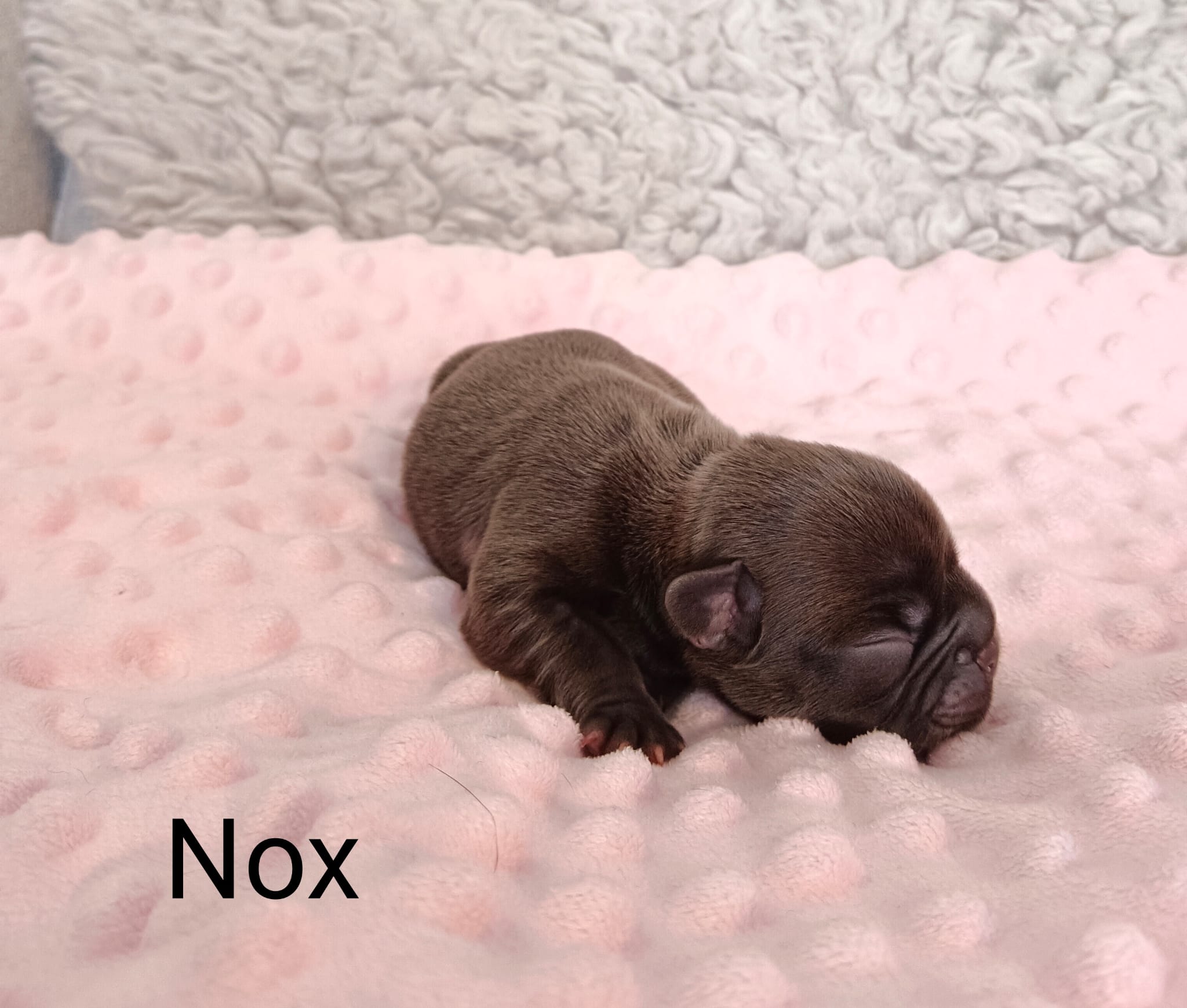 <svg class='black'></svg> <b>Nox</b> <svg class='black'></svg>