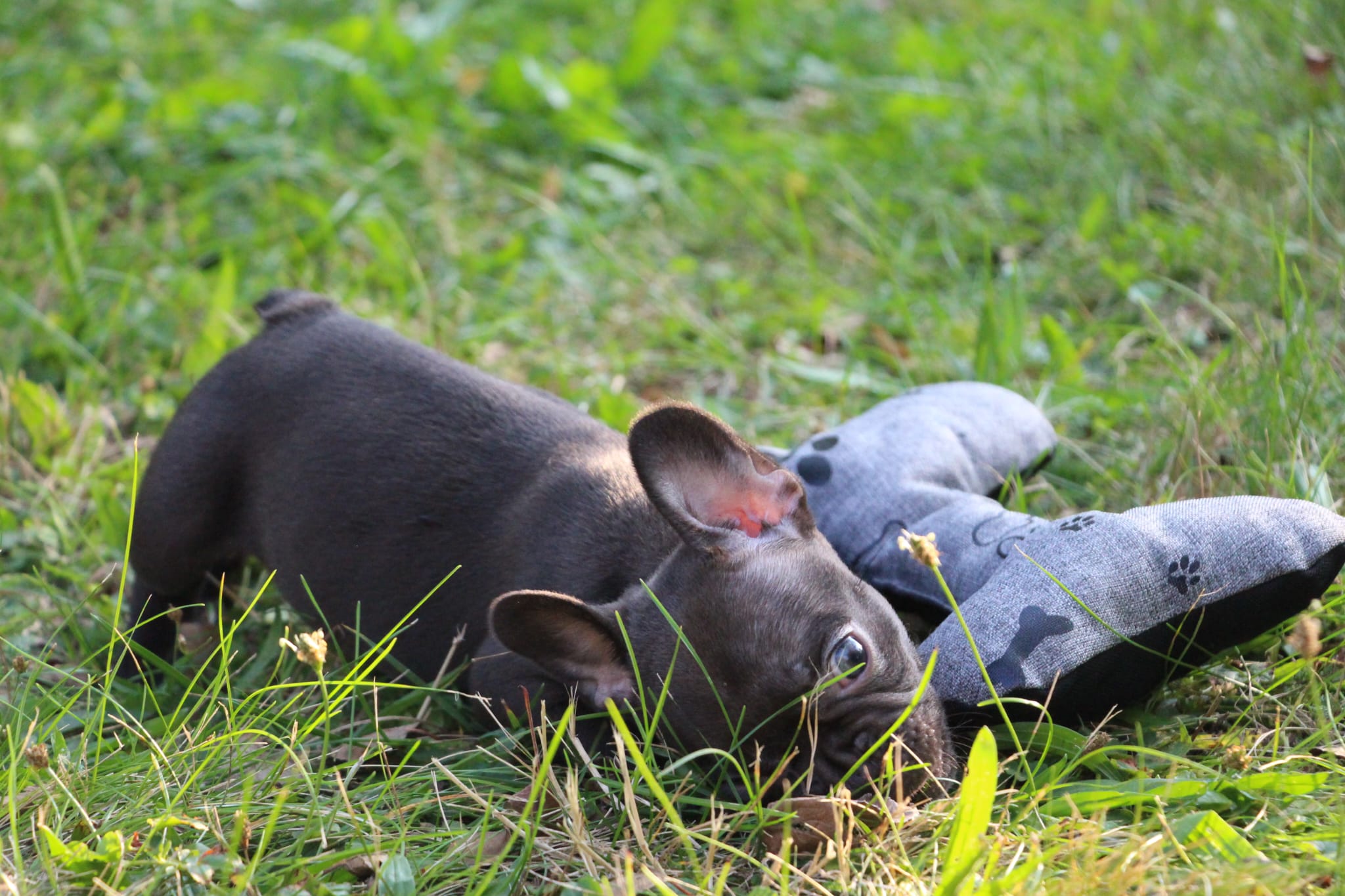 <svg class='black'></svg> <b>Nox</b> <svg class='black'></svg>