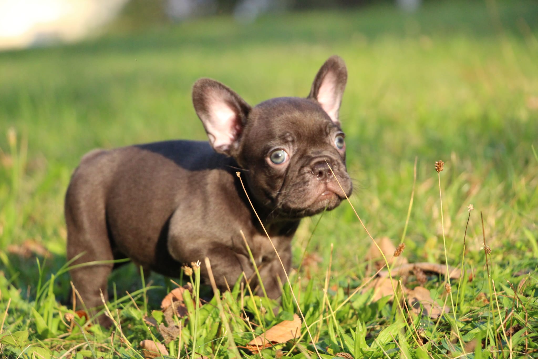 <svg class='black'></svg> <b>Nox</b> <svg class='black'></svg>